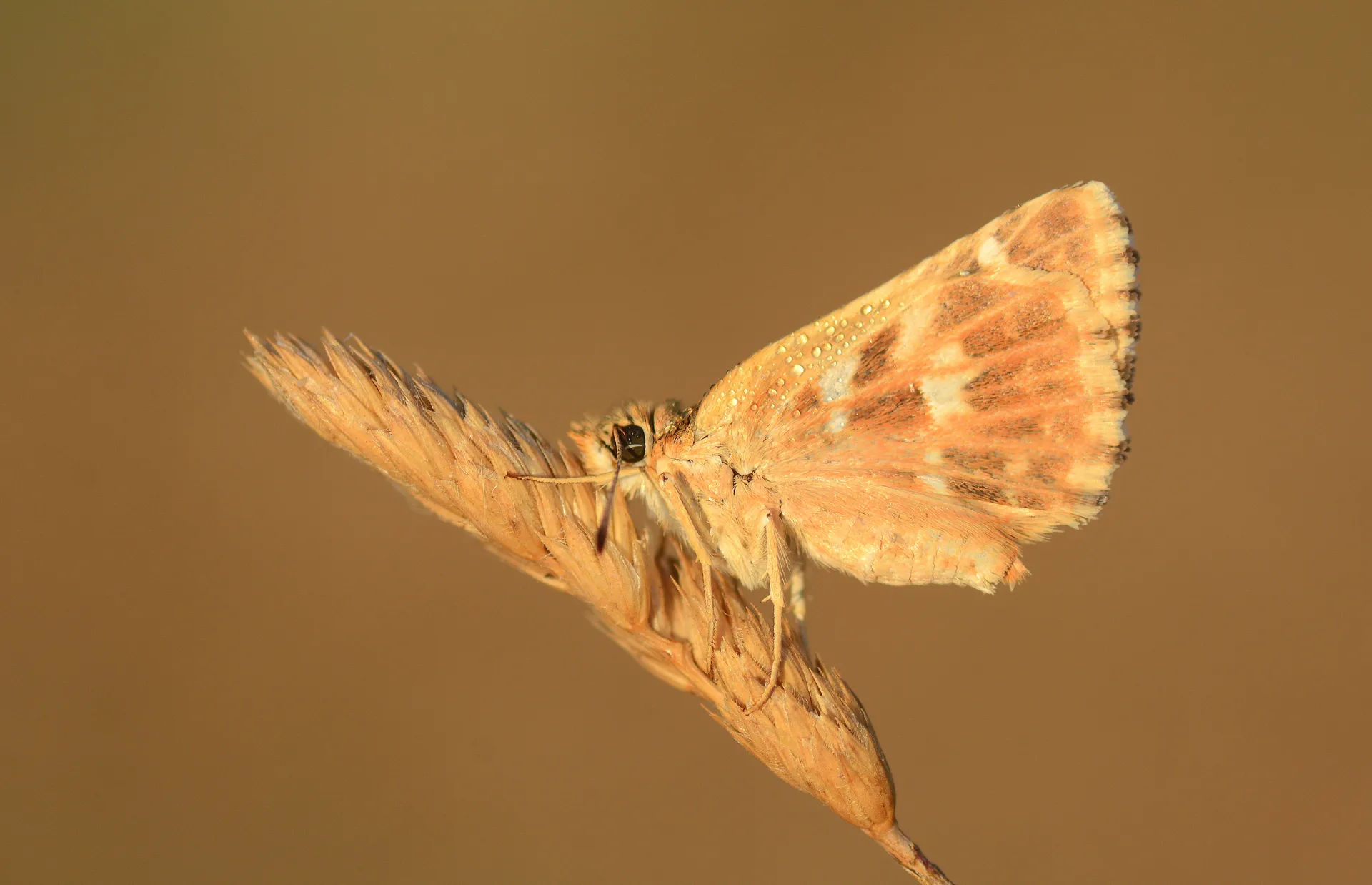 Muschampia proto (Akdeniz ZÄ±pzÄ±pÄ±) butterfly photo