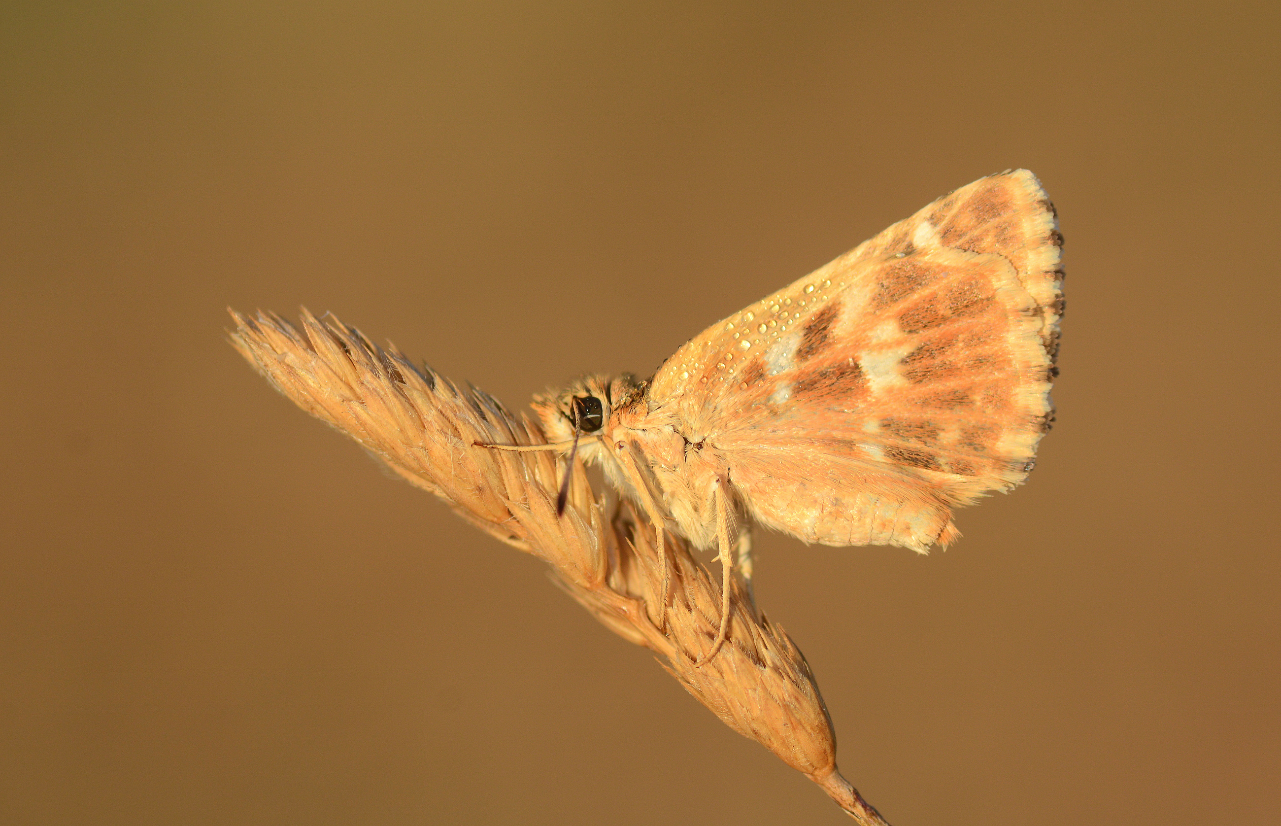 Muschampia proto (Akdeniz Zıpzıpı) butterfly photo