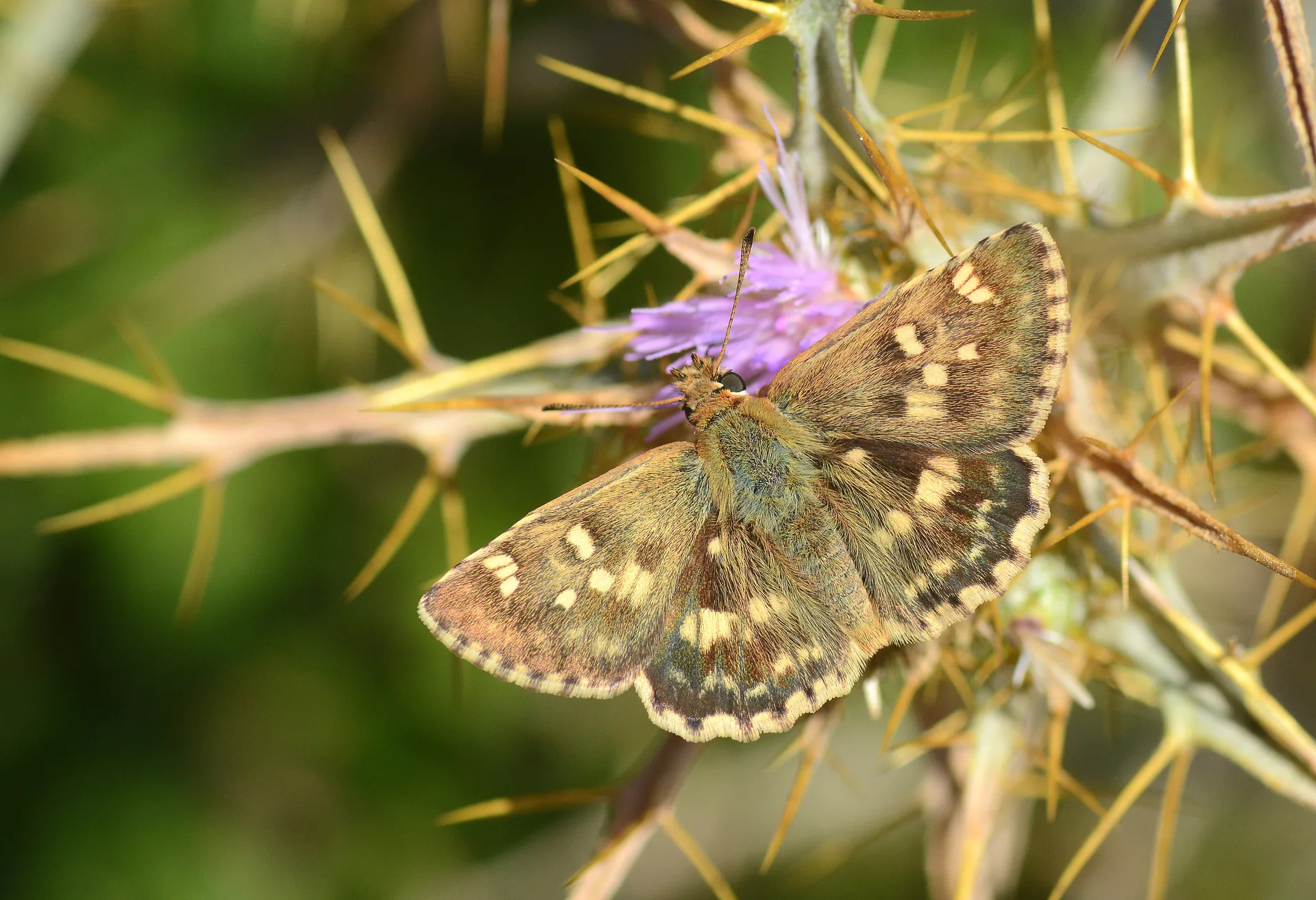 Muschampia proto (Akdeniz ZÄ±pzÄ±pÄ±) butterfly photo
