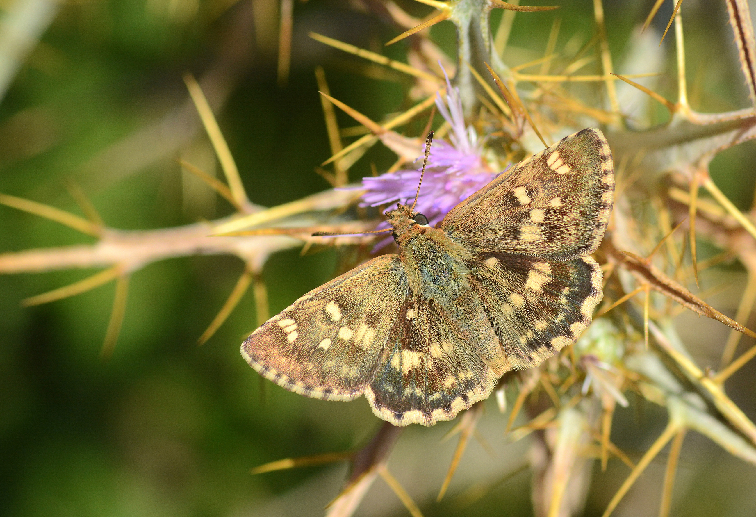 Muschampia proto (Akdeniz Zıpzıpı) butterfly photo