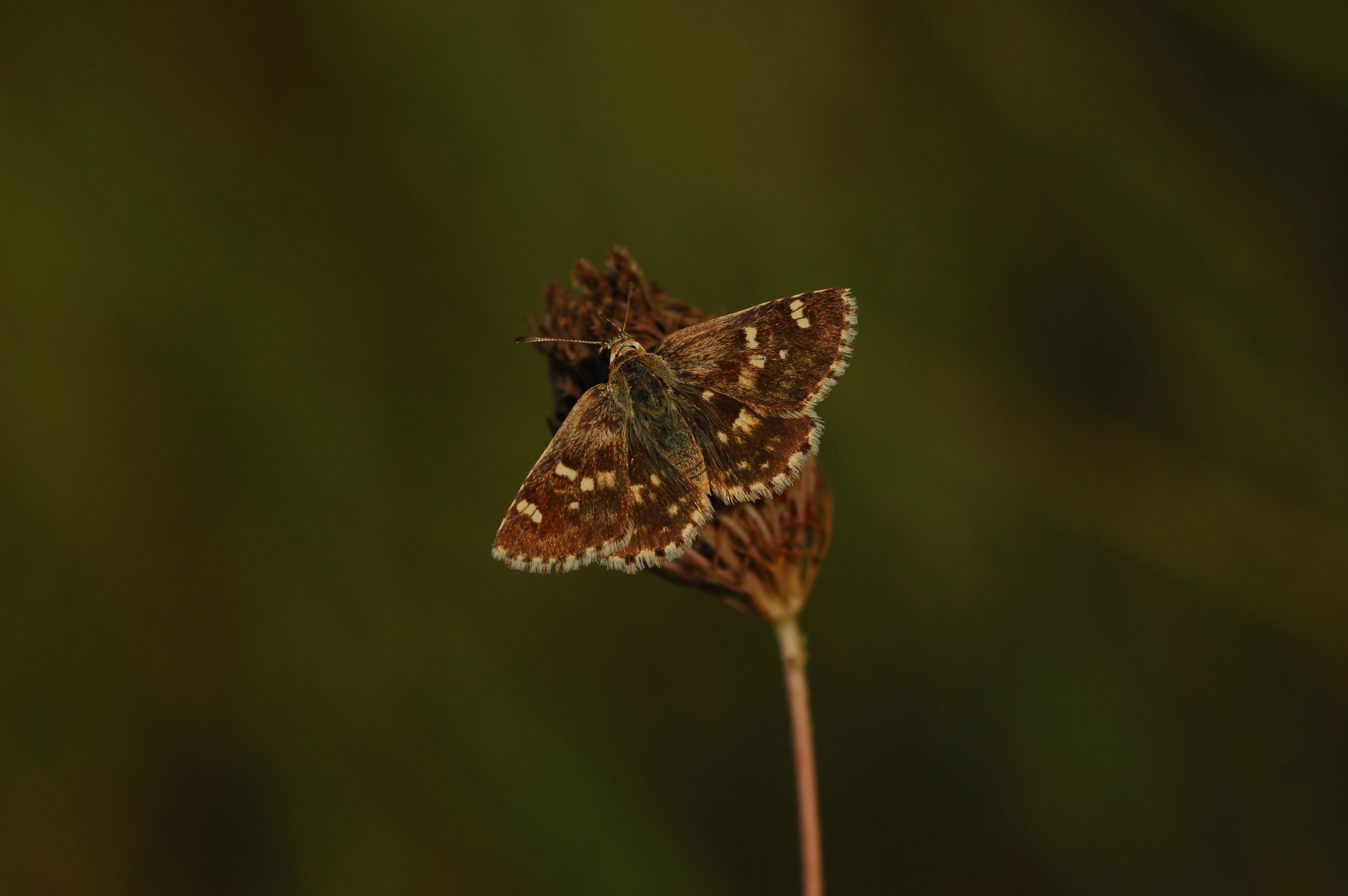Muschampia proto (Akdeniz Zıpzıpı) butterfly photo