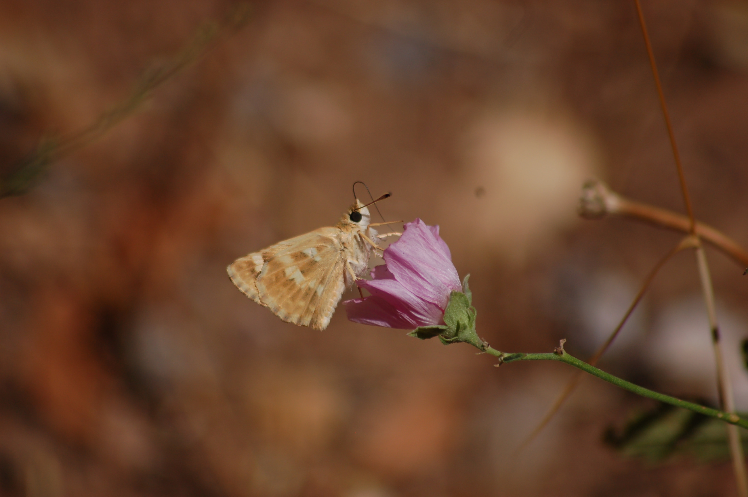 Muschampia proto (Akdeniz Zıpzıpı) butterfly photo
