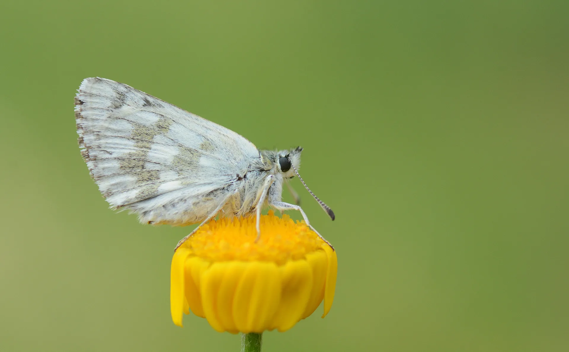 Muschampia tessellum (Mozayik Zıpzıp) butterfly photo