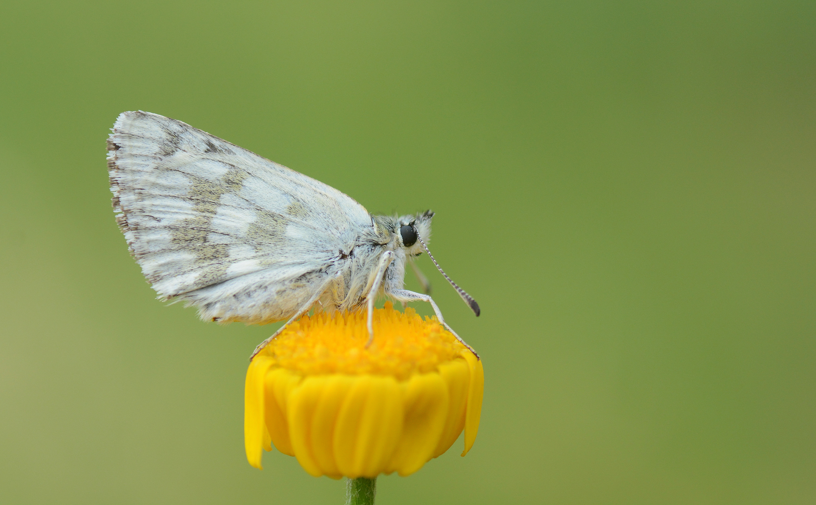 Muschampia tessellum (Mozayik Zıpzıp) butterfly photo