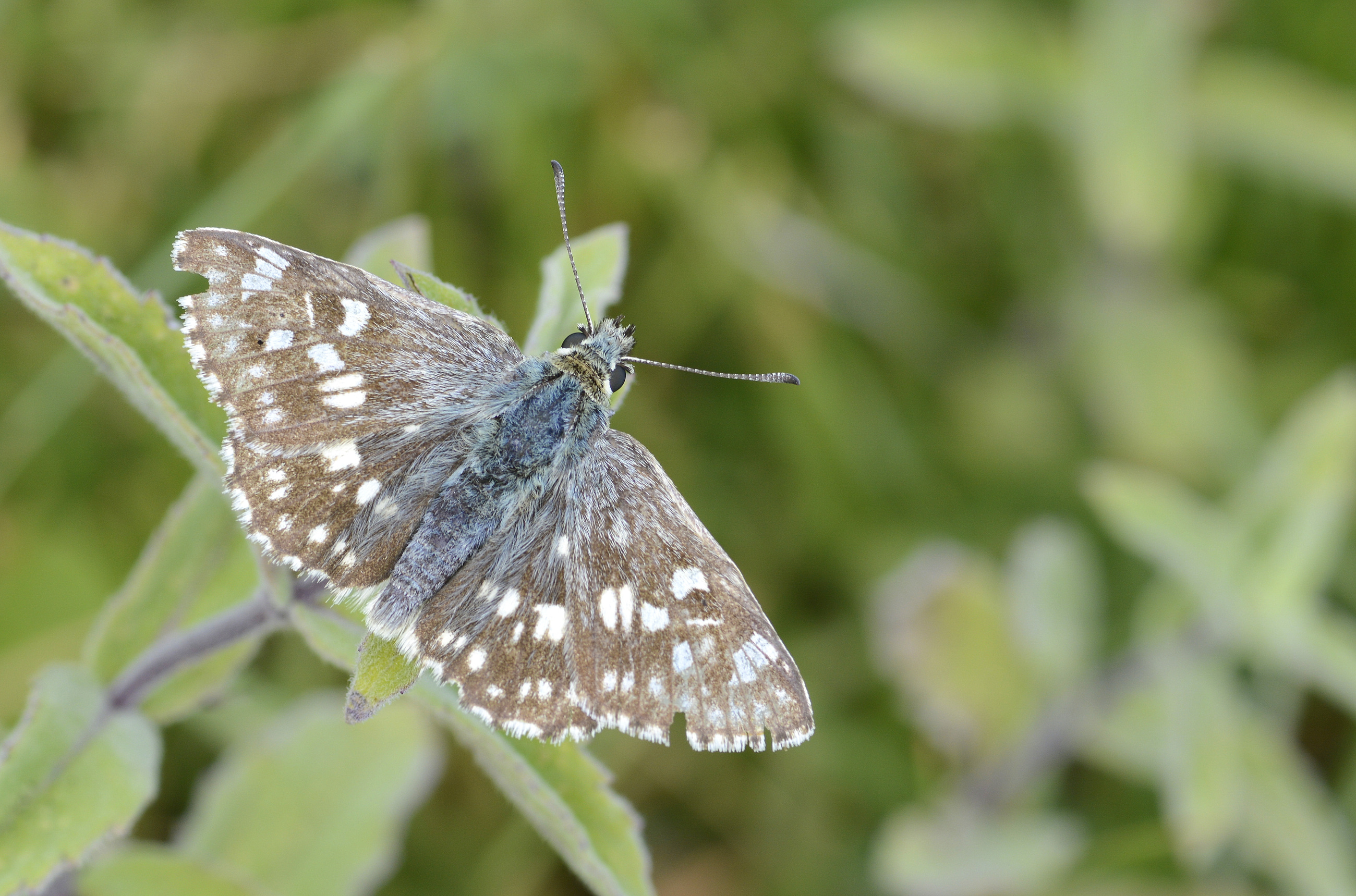 Muschampia tessellum (Mozayik Zıpzıp) butterfly photo