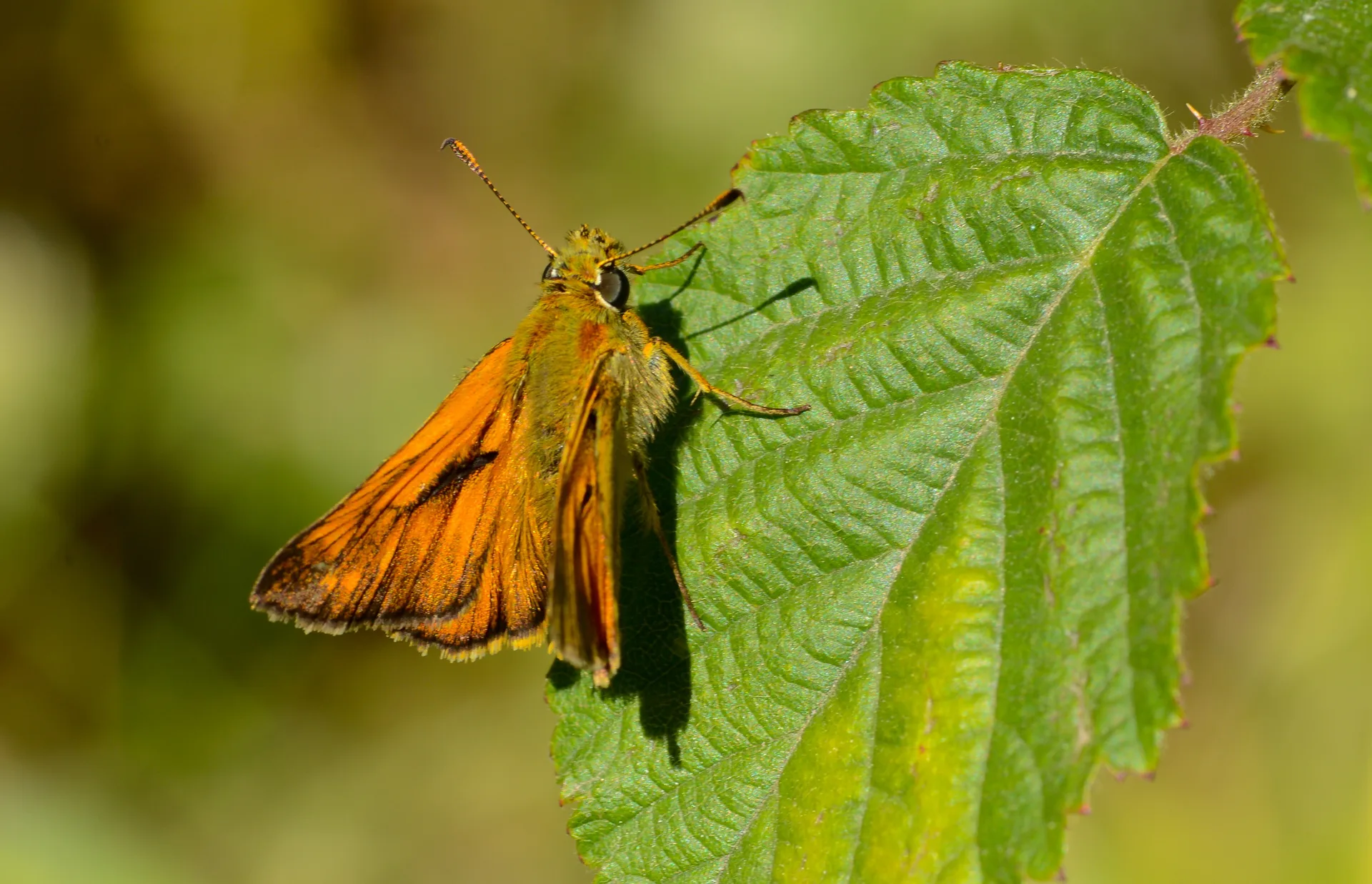 Ochlodes sylvanus butterfly photo