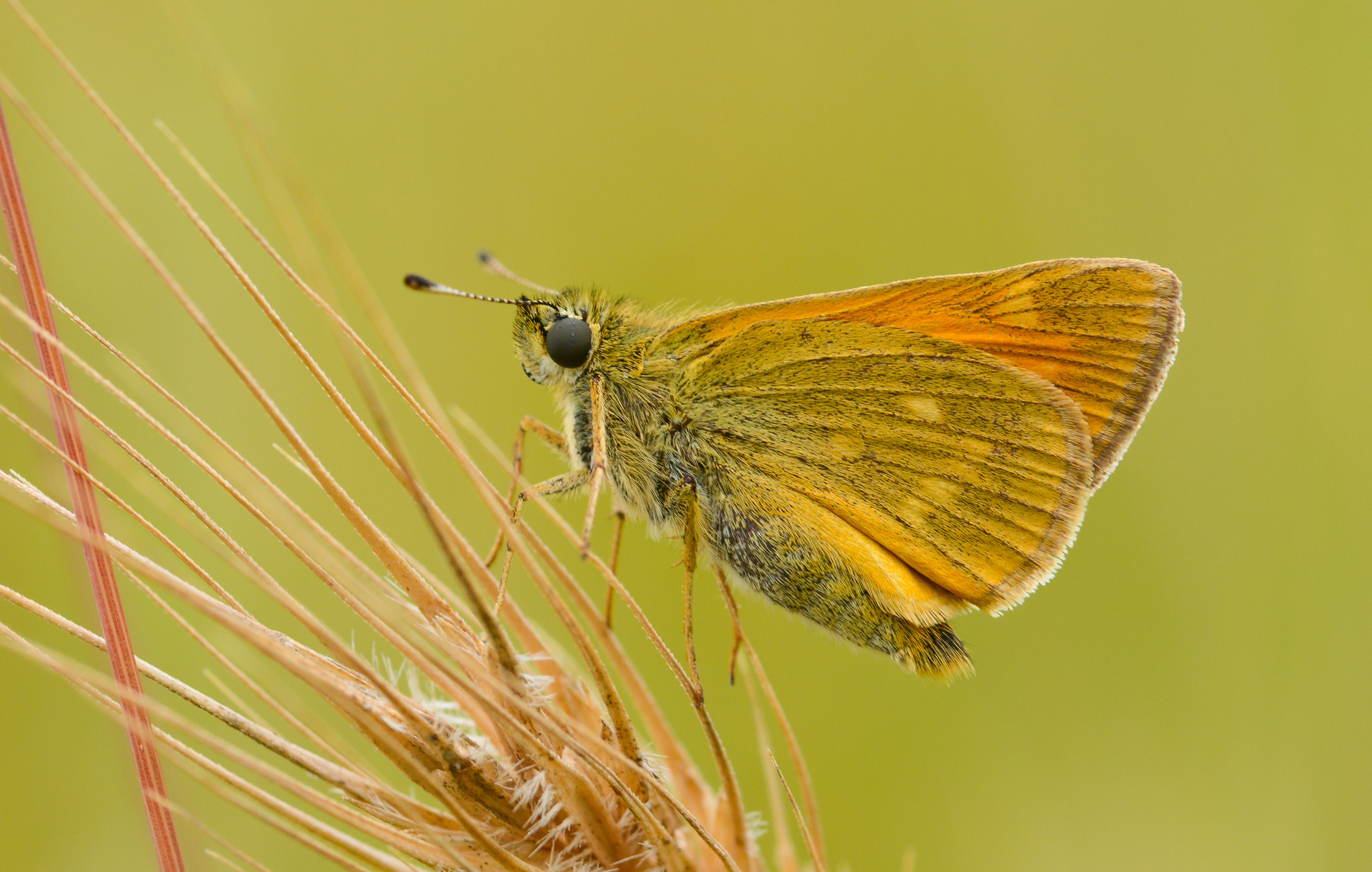 Ochlodes sylvanus butterfly photo