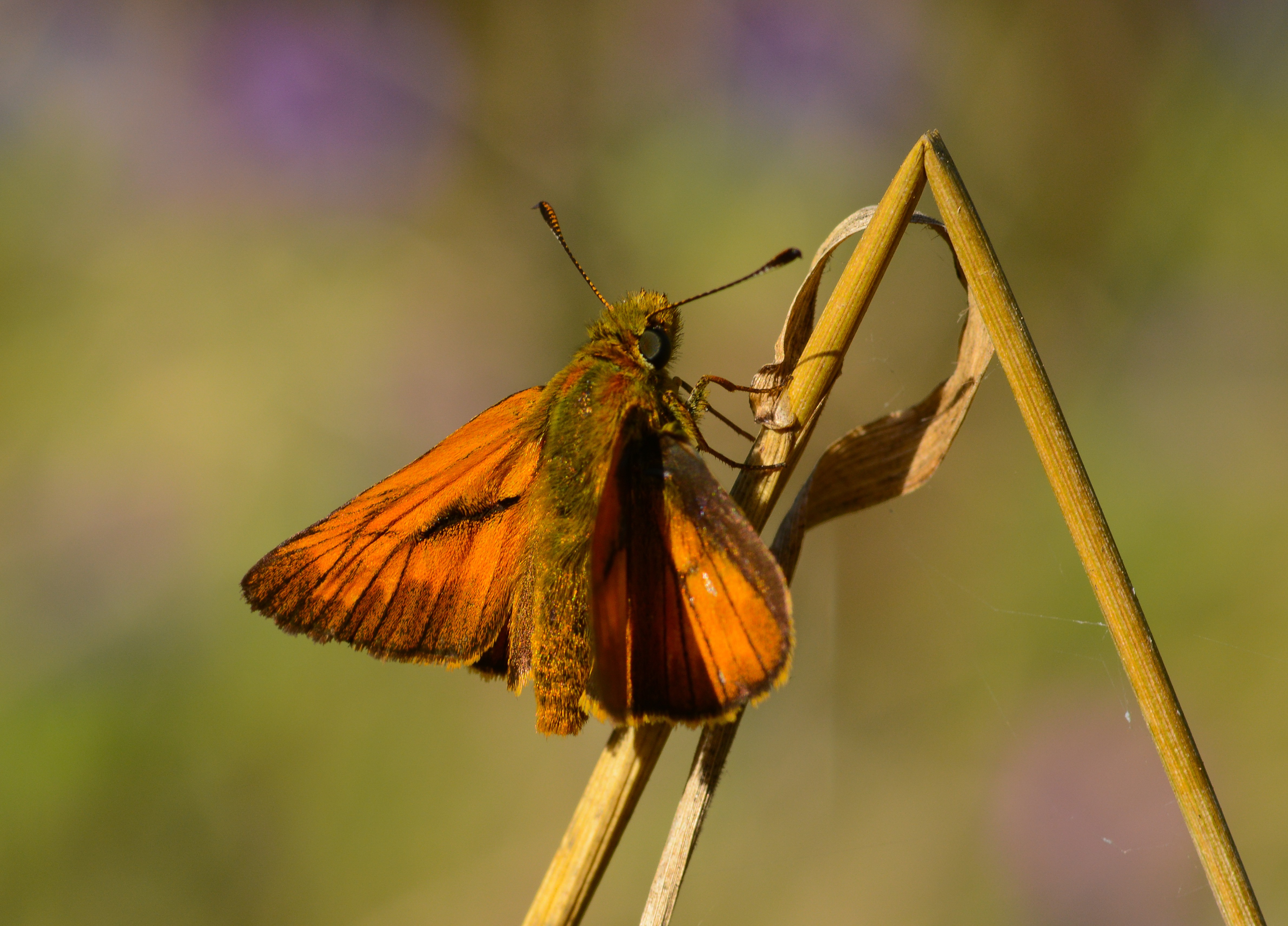 Ochlodes sylvanus butterfly photo