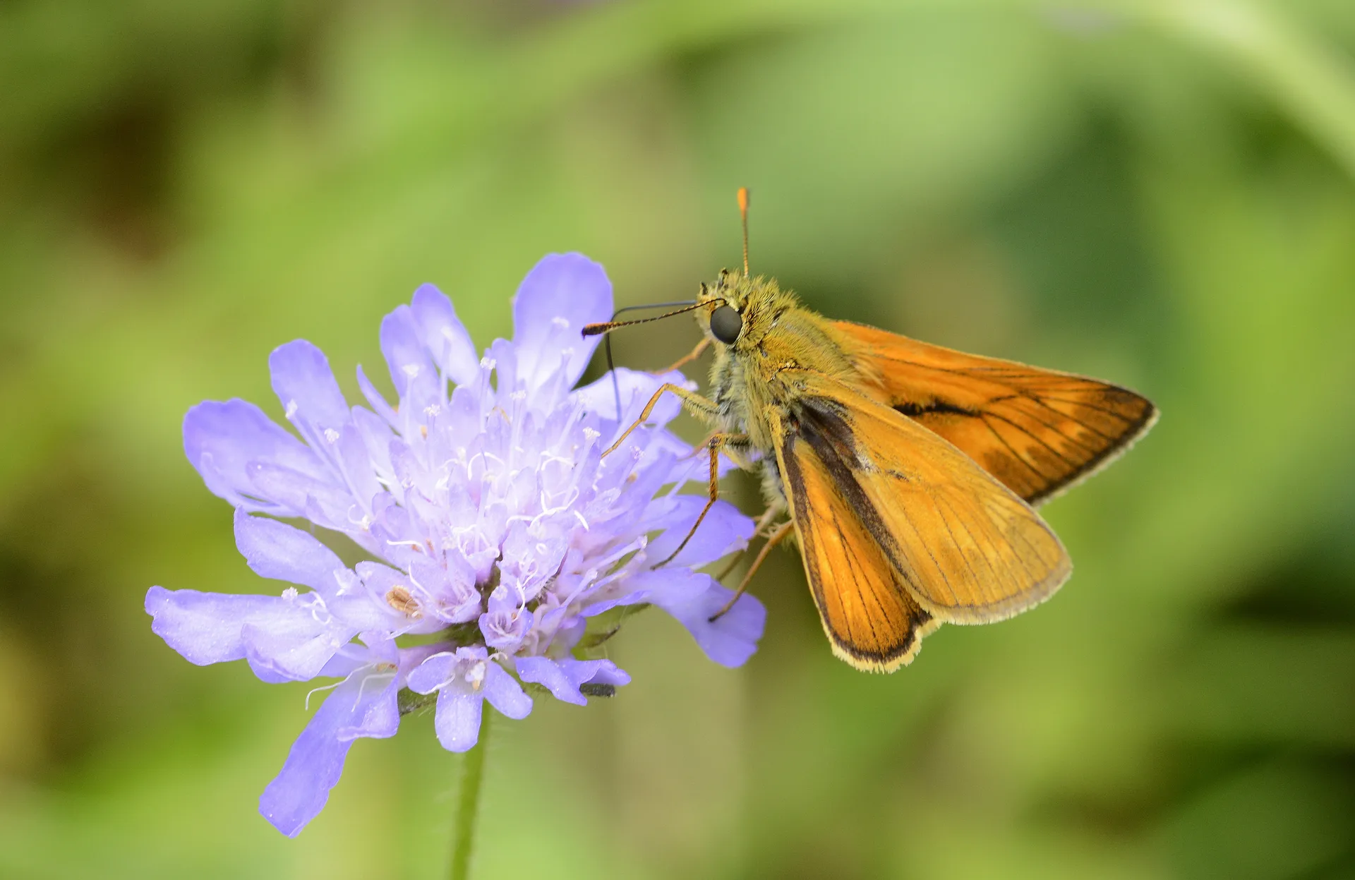 Ochlodes sylvanus butterfly photo