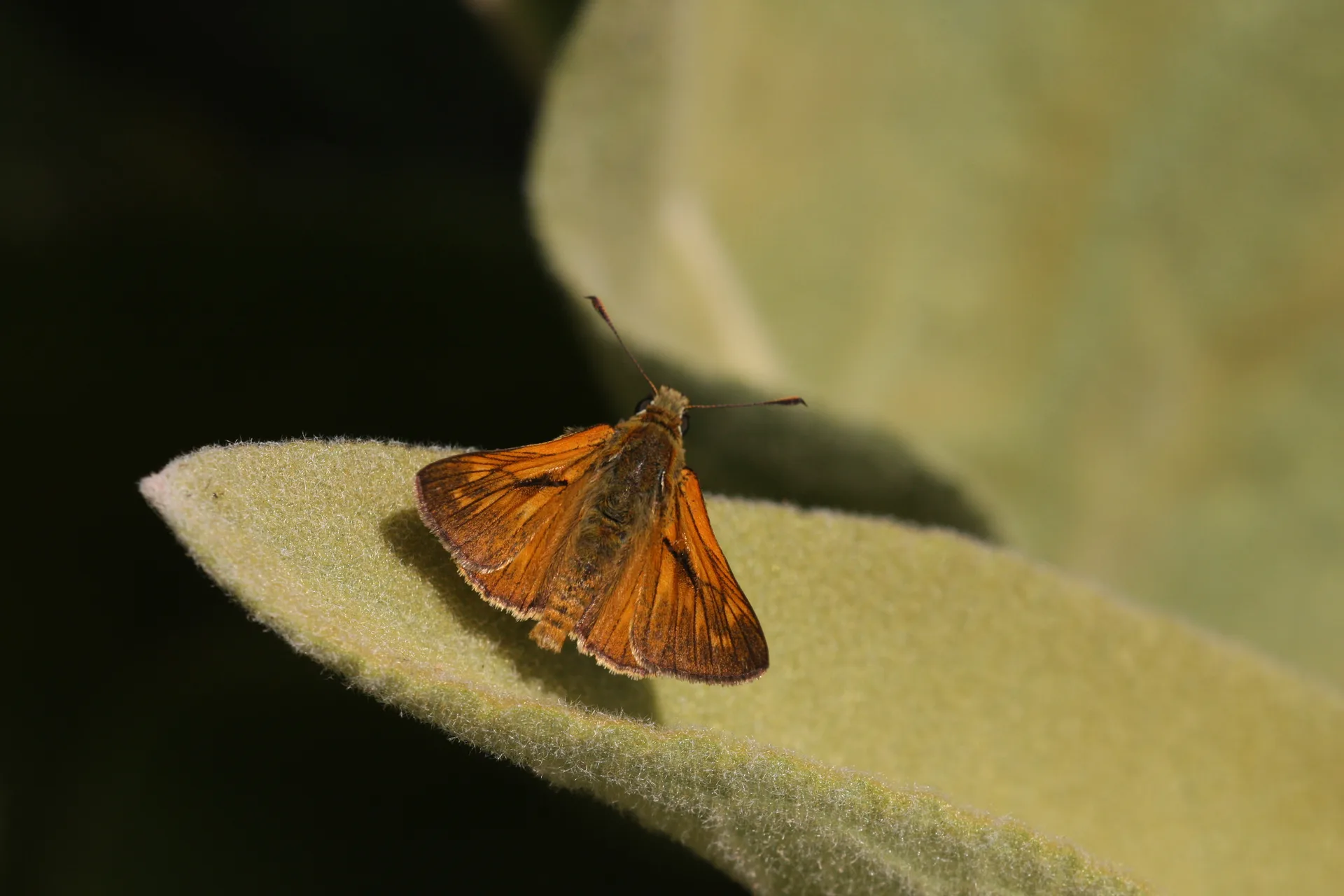 Ochlodes sylvanus butterfly photo