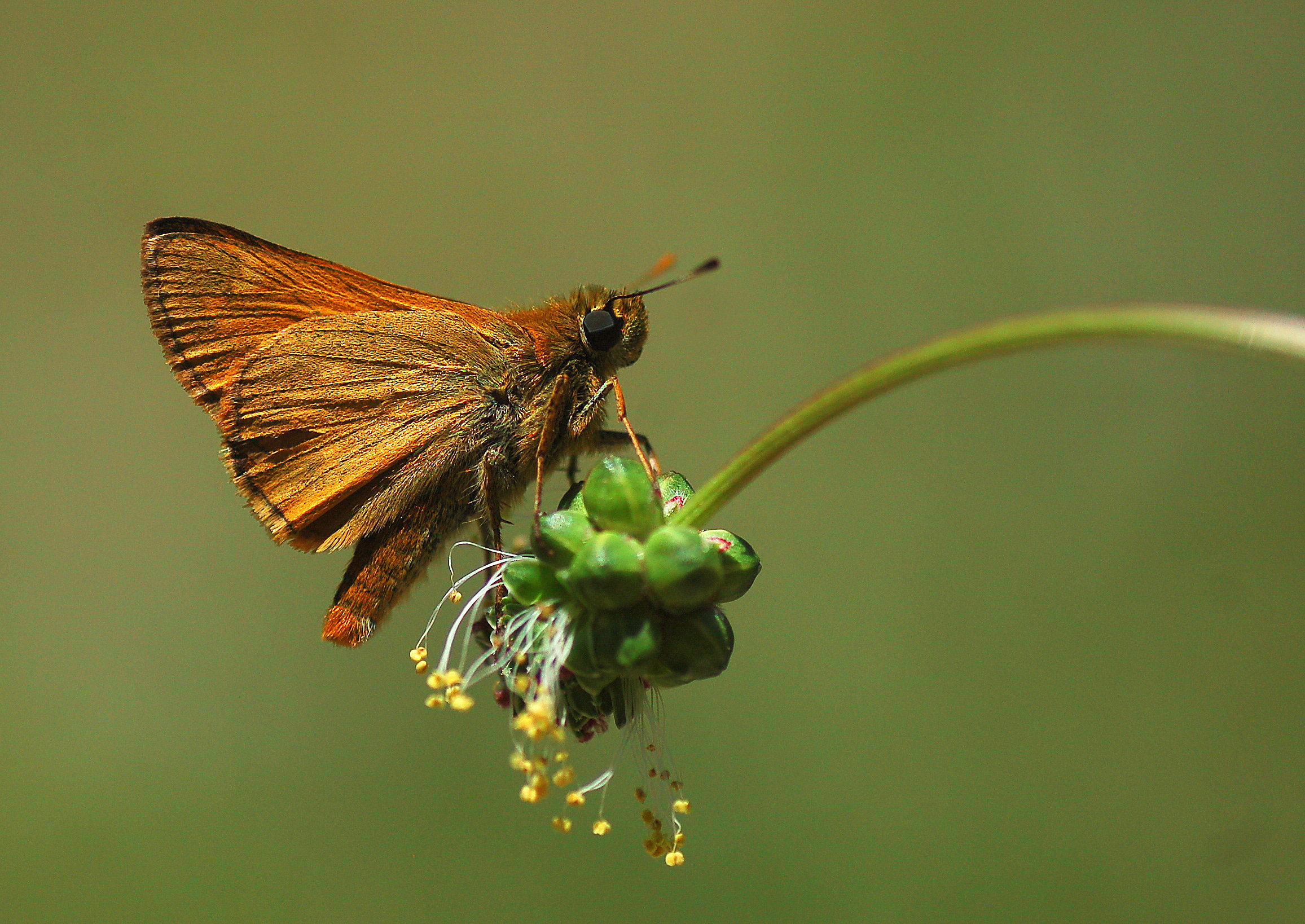 Ochlodes sylvanus butterfly photo