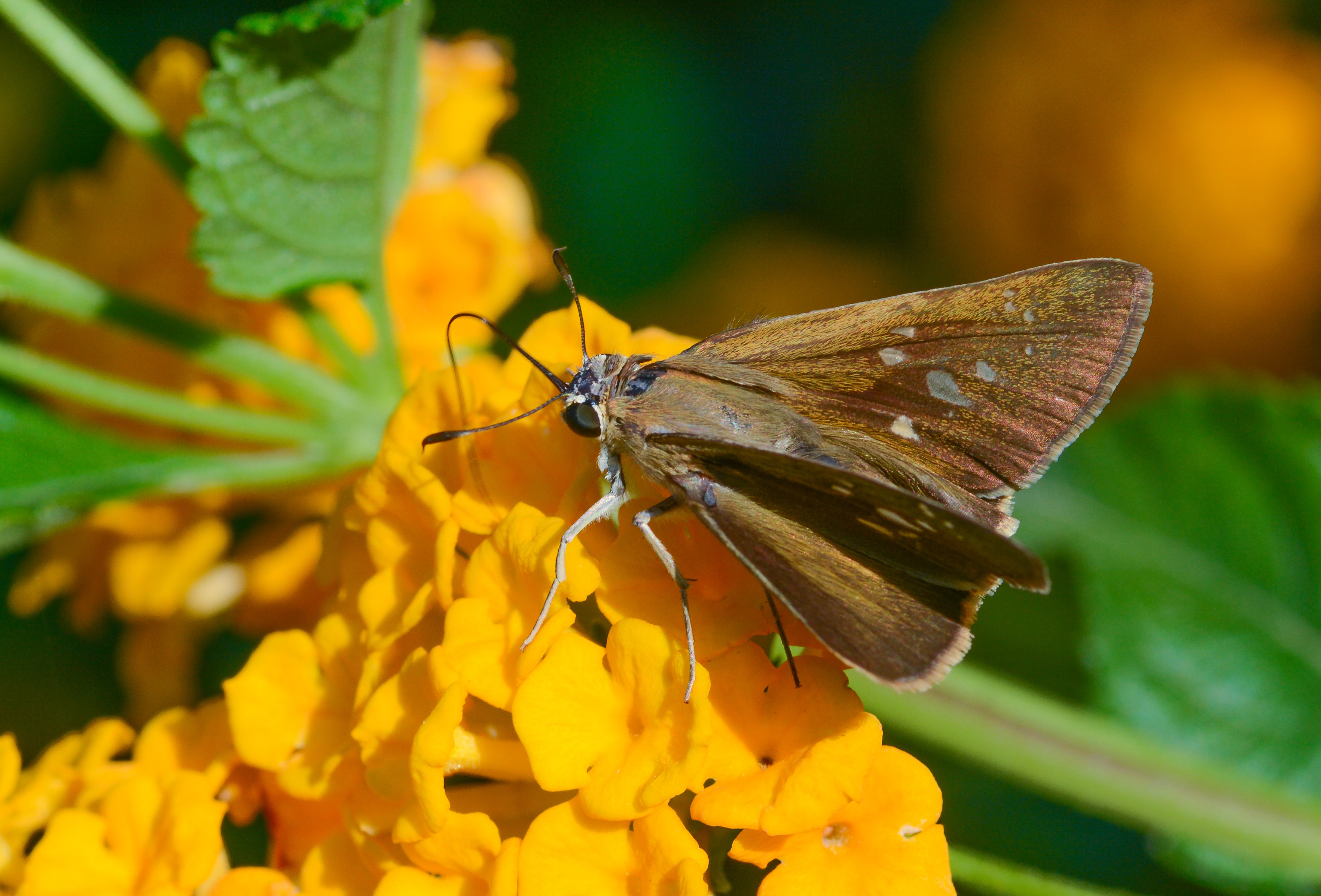 Pelopidas thrax (Beyaz Çilli Kara Zıpzıp) butterfly photo