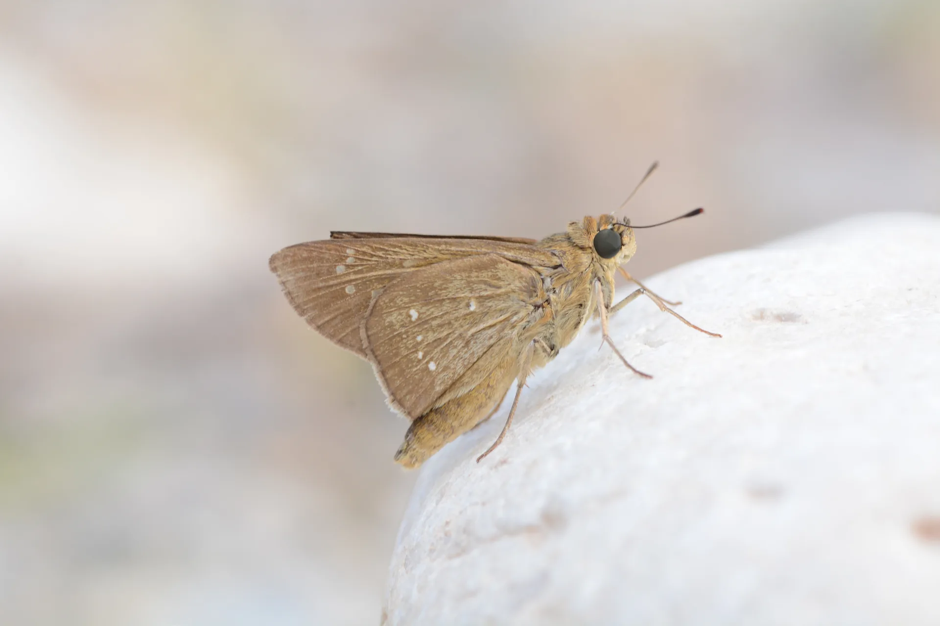 Pelopidas thrax (Beyaz Ã‡illi Kara ZÄ±pzÄ±p) butterfly photo