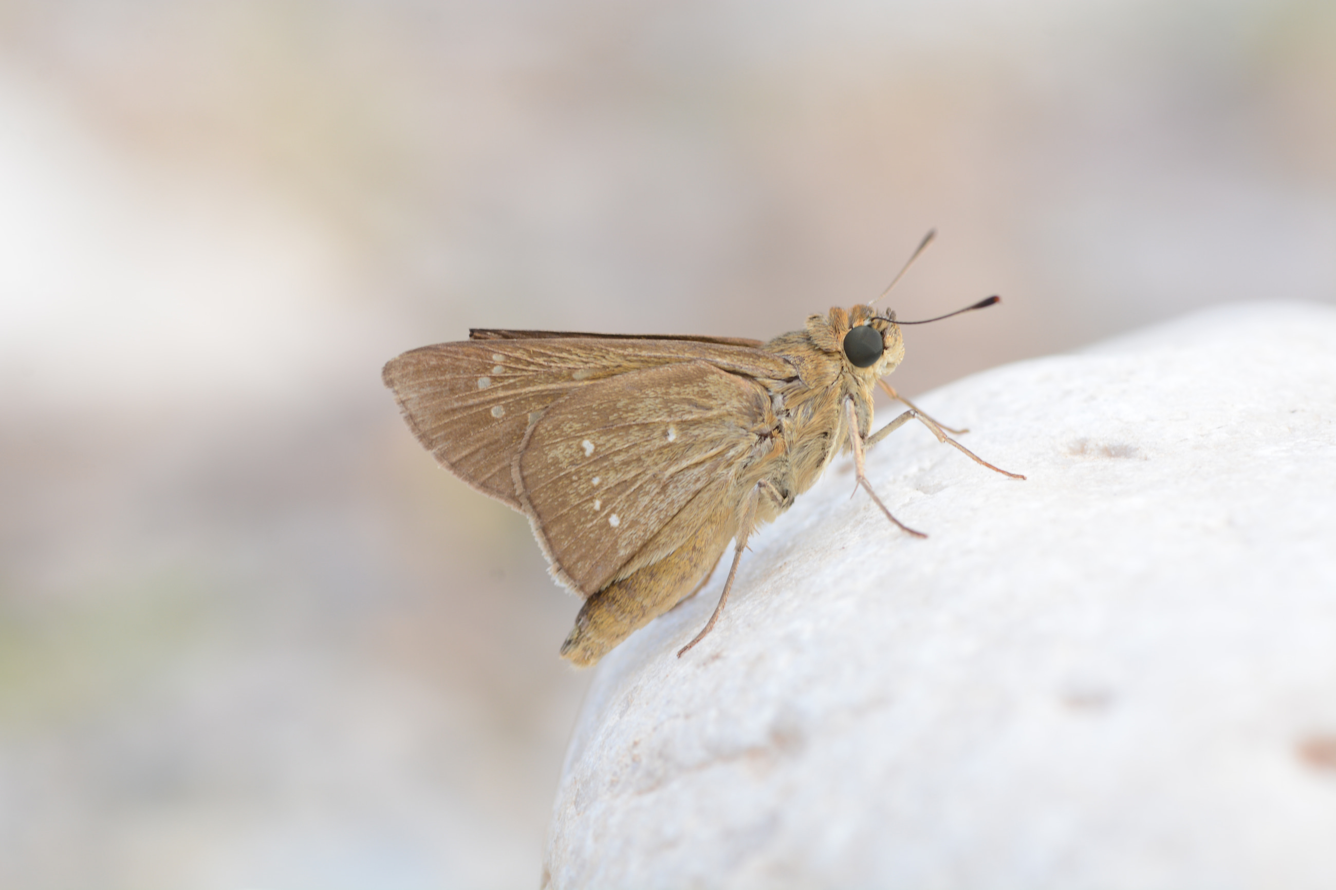 Pelopidas thrax (Beyaz Çilli Kara Zıpzıp) butterfly photo