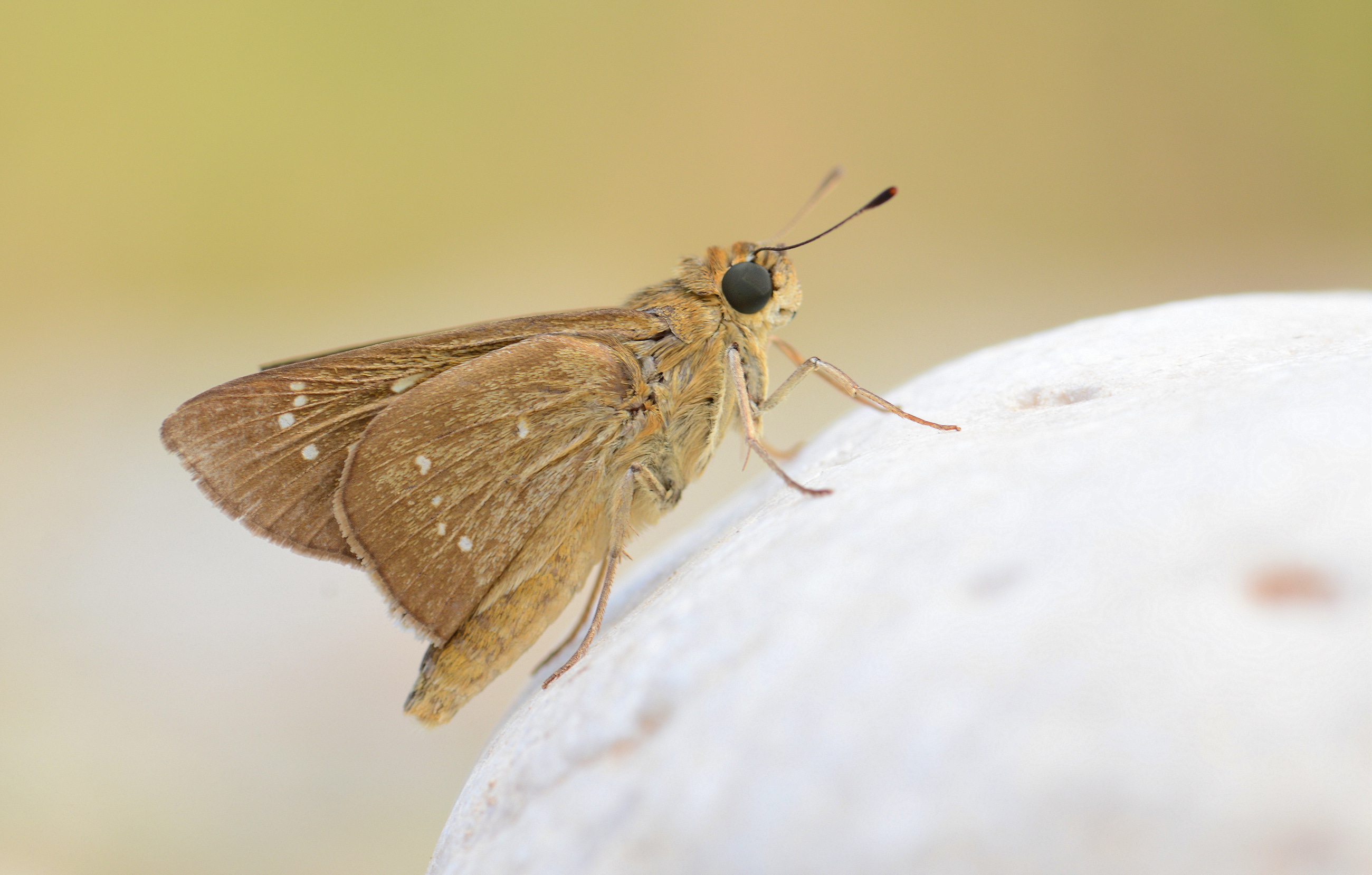 Pelopidas thrax (Beyaz Çilli Kara Zıpzıp) butterfly photo