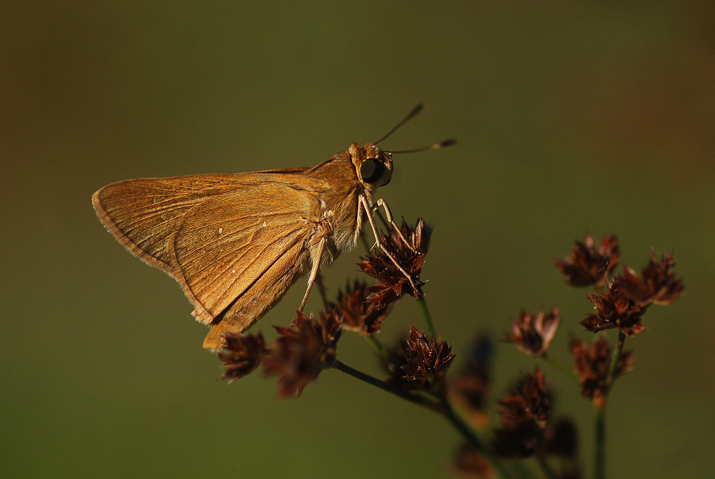 Pelopidas thrax (Beyaz Çilli Kara Zıpzıp) butterfly photo