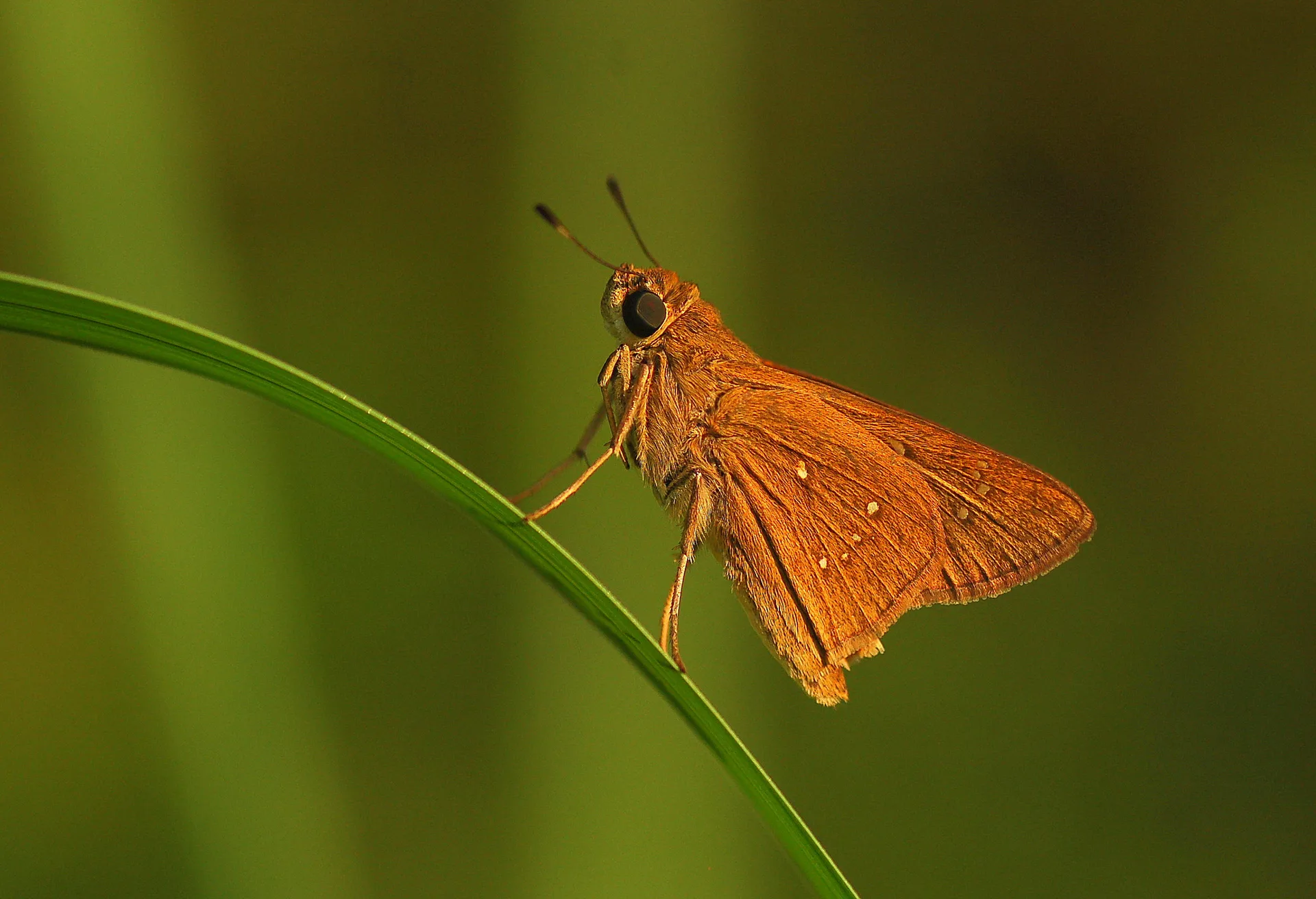 Pelopidas thrax (Beyaz Ã‡illi Kara ZÄ±pzÄ±p) butterfly photo