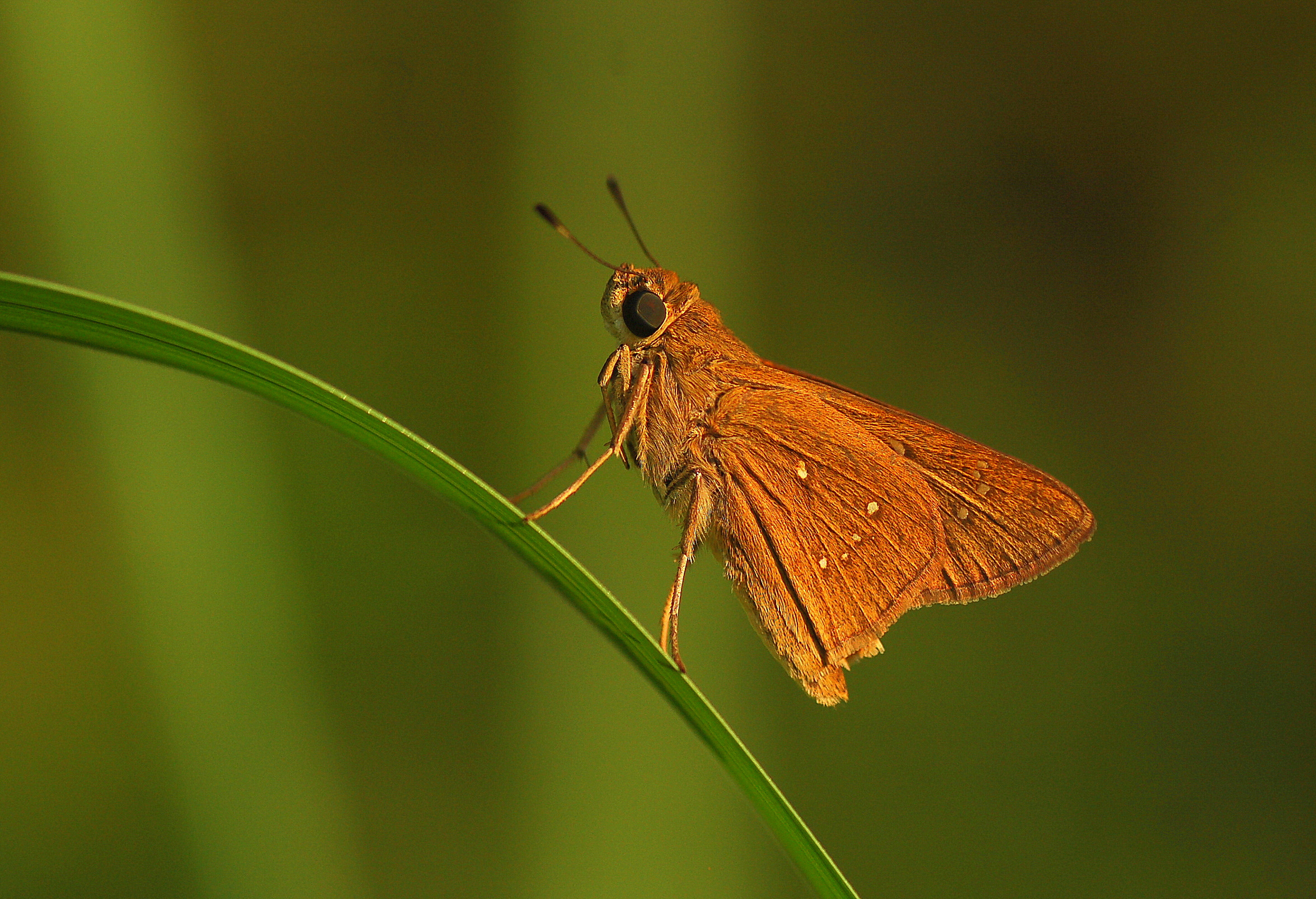 Pelopidas thrax (Beyaz Çilli Kara Zıpzıp) butterfly photo