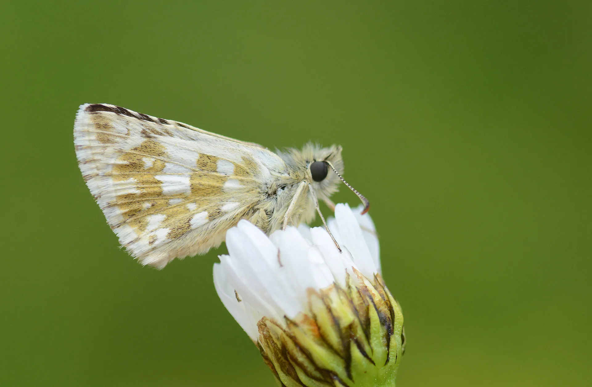 Pyrgus alveus (Büyük Boz Zıpzıp) butterfly photo