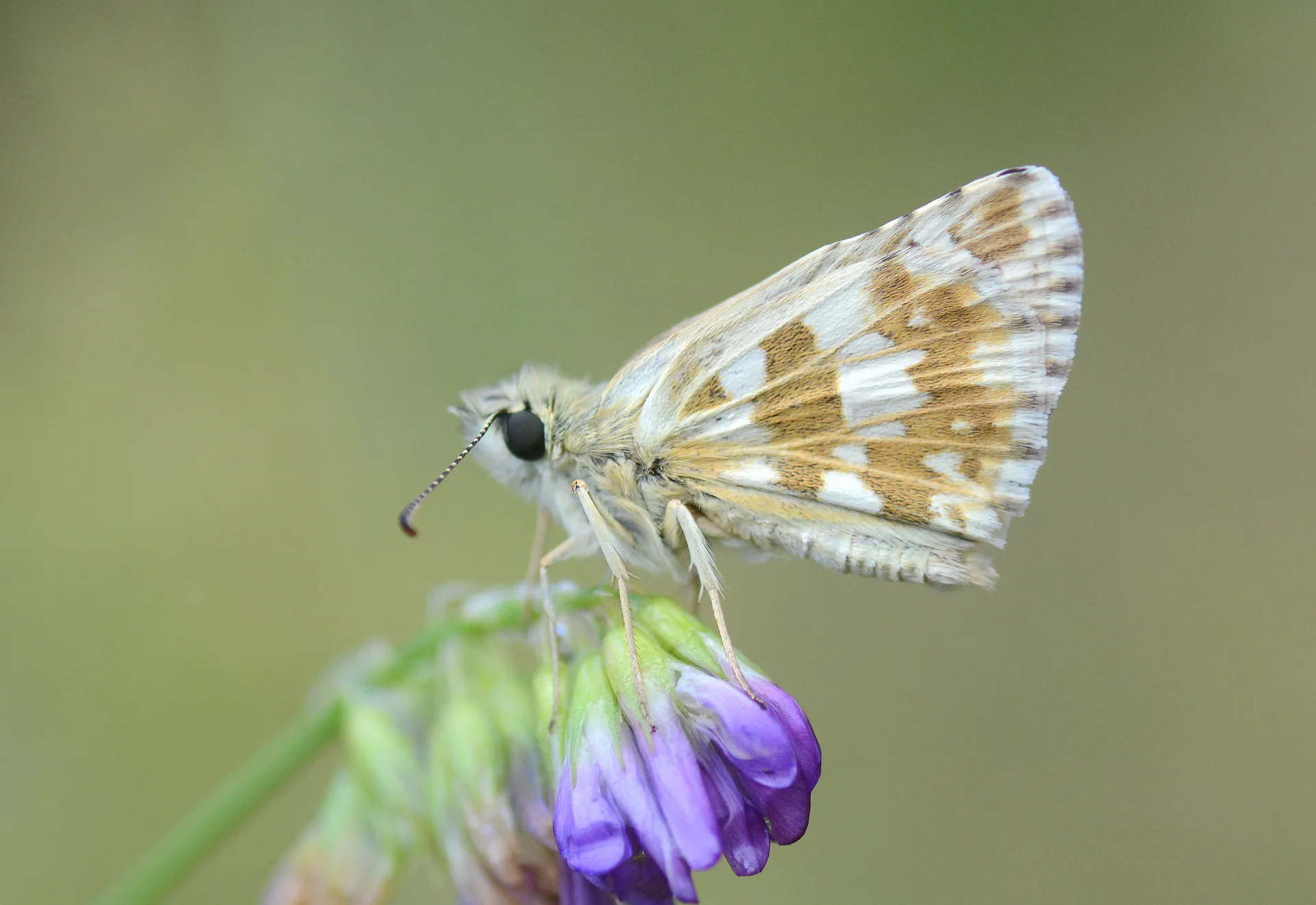 Pyrgus alveus (BÃ¼yÃ¼k Boz ZÄ±pzÄ±p) butterfly photo