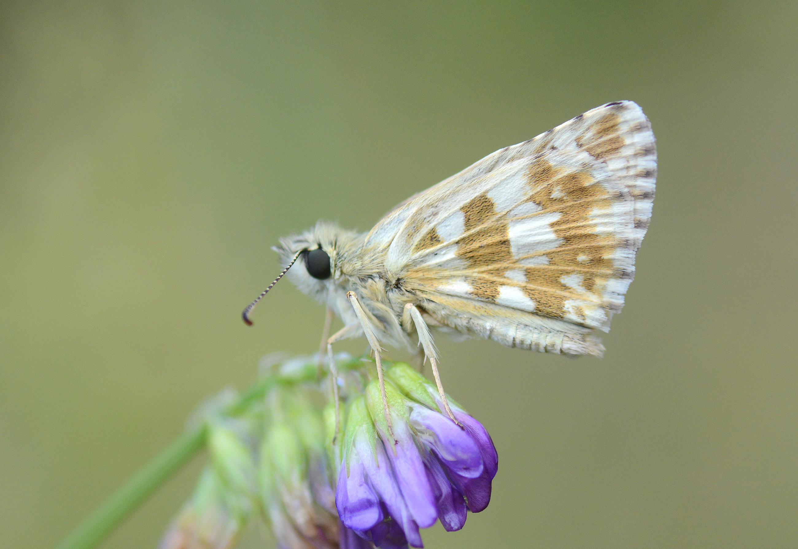 Pyrgus alveus (Büyük Boz Zıpzıp) butterfly photo