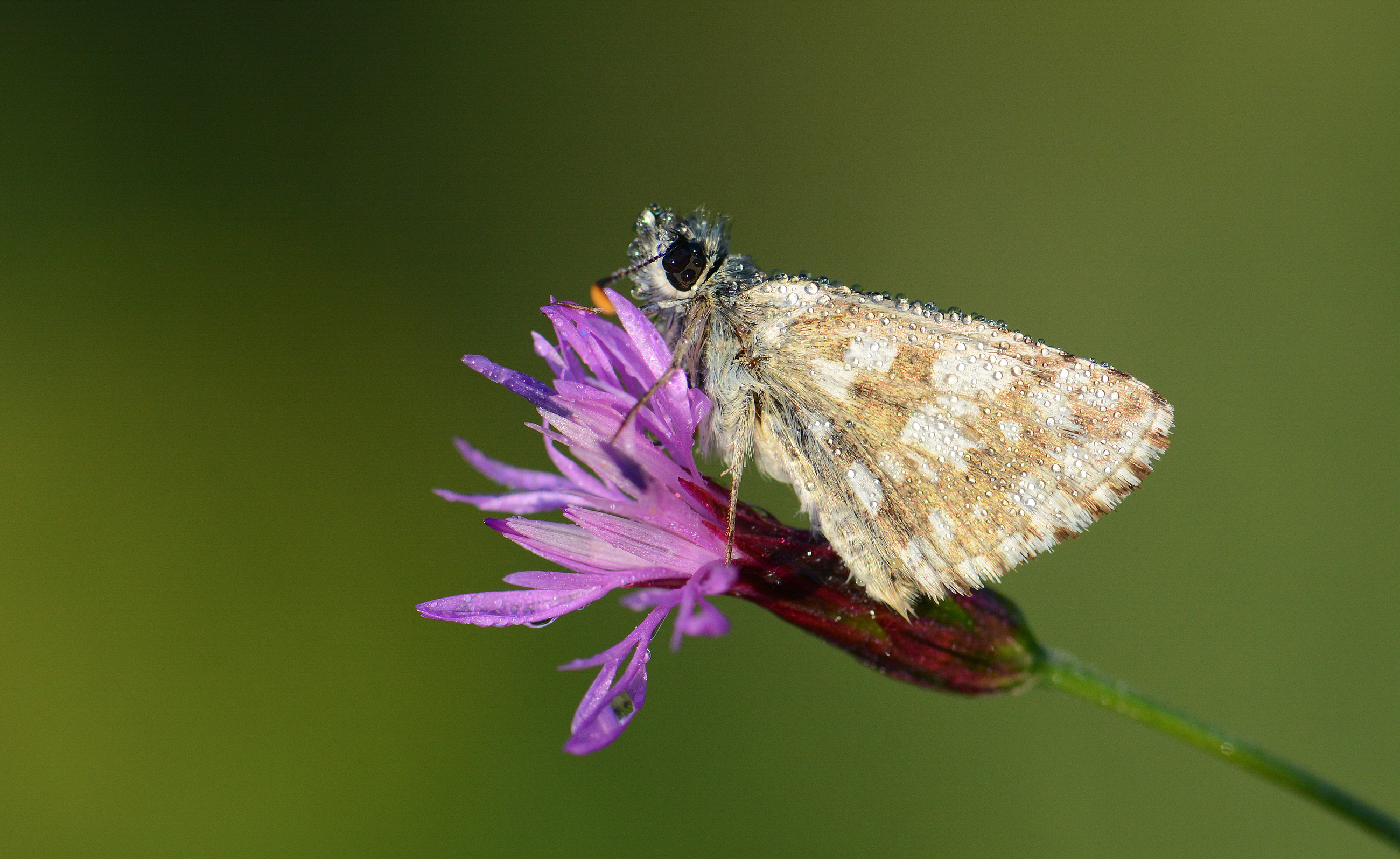 Pyrgus armoricanus (İspanyol Zıpzıpı) butterfly photo