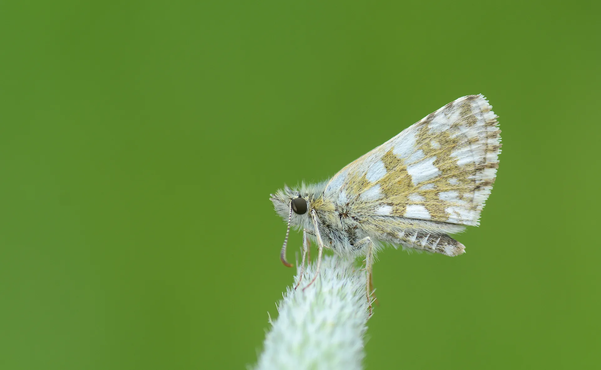 Pyrgus armoricanus (Ä°spanyol ZÄ±pzÄ±pÄ±) butterfly photo