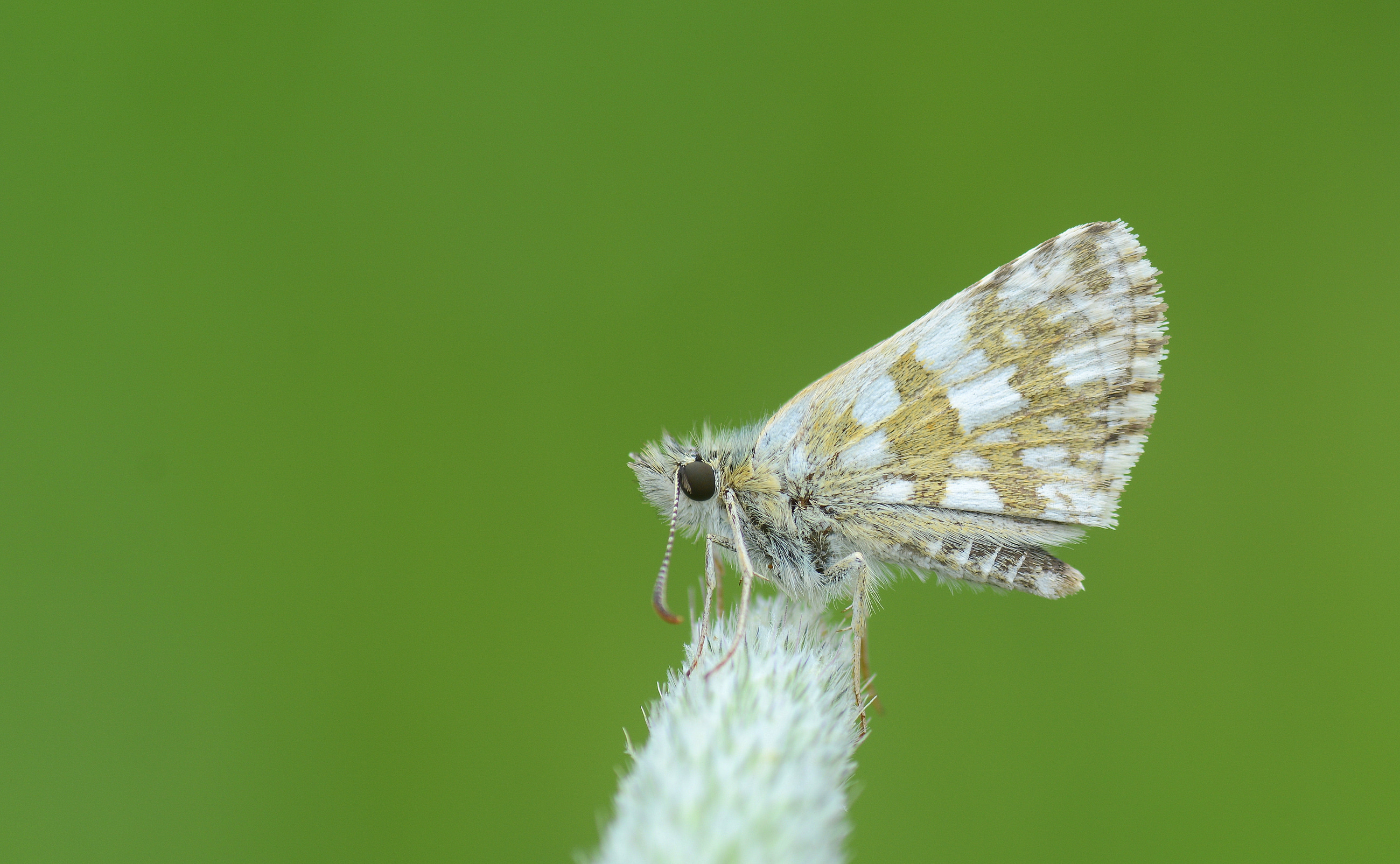 Pyrgus armoricanus (İspanyol Zıpzıpı) butterfly photo