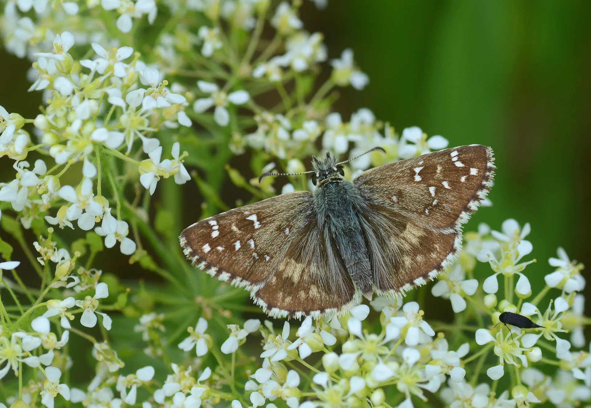 Pyrgus armoricanus (Ä°spanyol ZÄ±pzÄ±pÄ±) butterfly photo