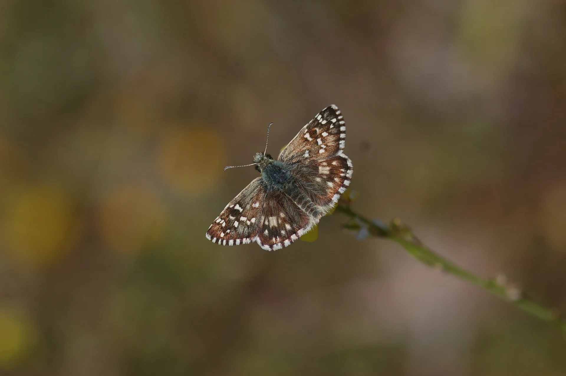 Pyrgus armoricanus (Ä°spanyol ZÄ±pzÄ±pÄ±) butterfly photo