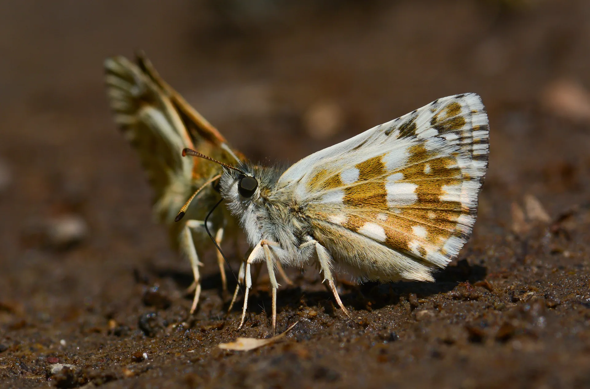 Pyrgus cinarae (Güzel Zıpzıp) butterfly photo