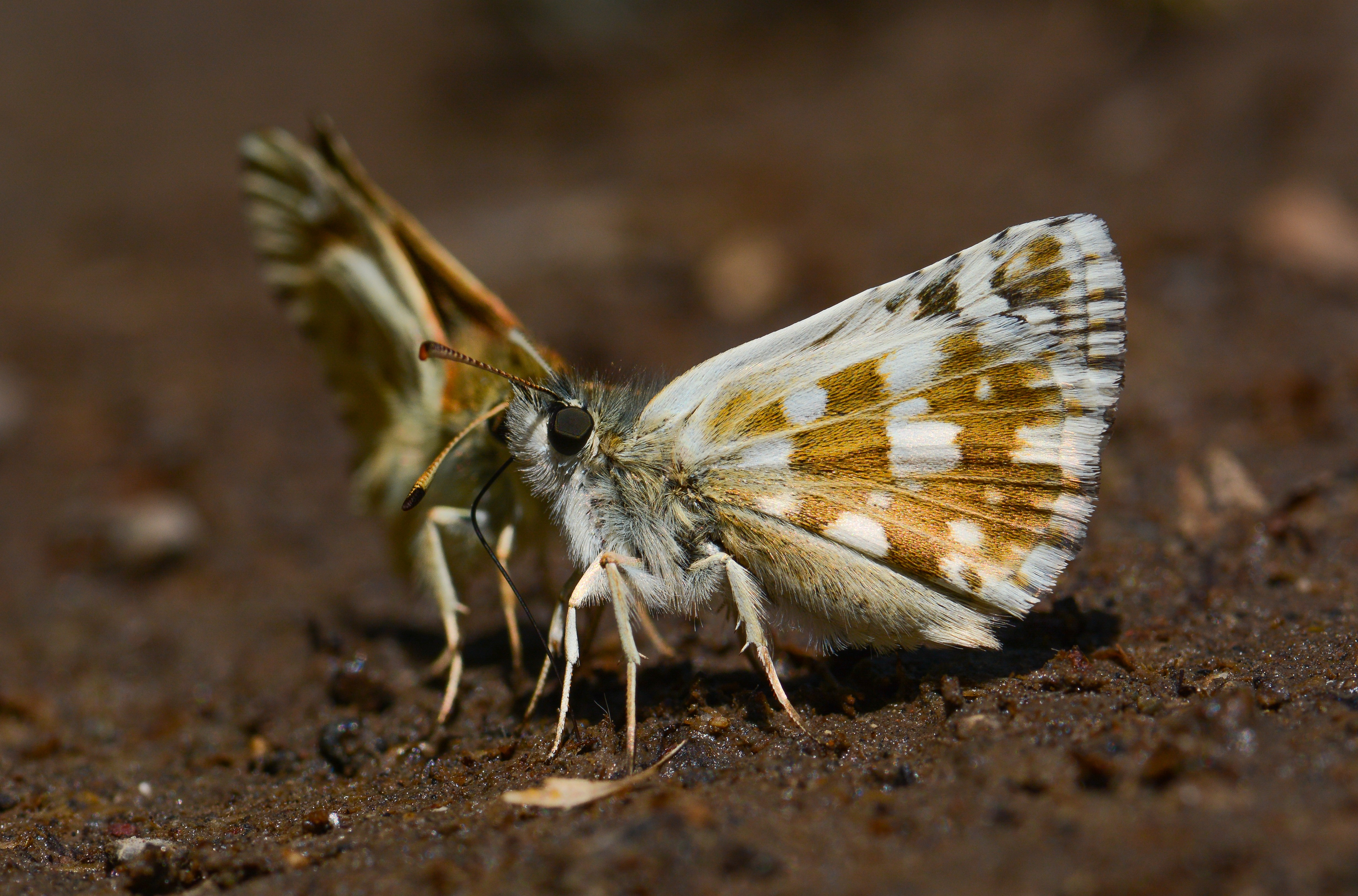 Pyrgus cinarae (Güzel Zıpzıp) butterfly photo
