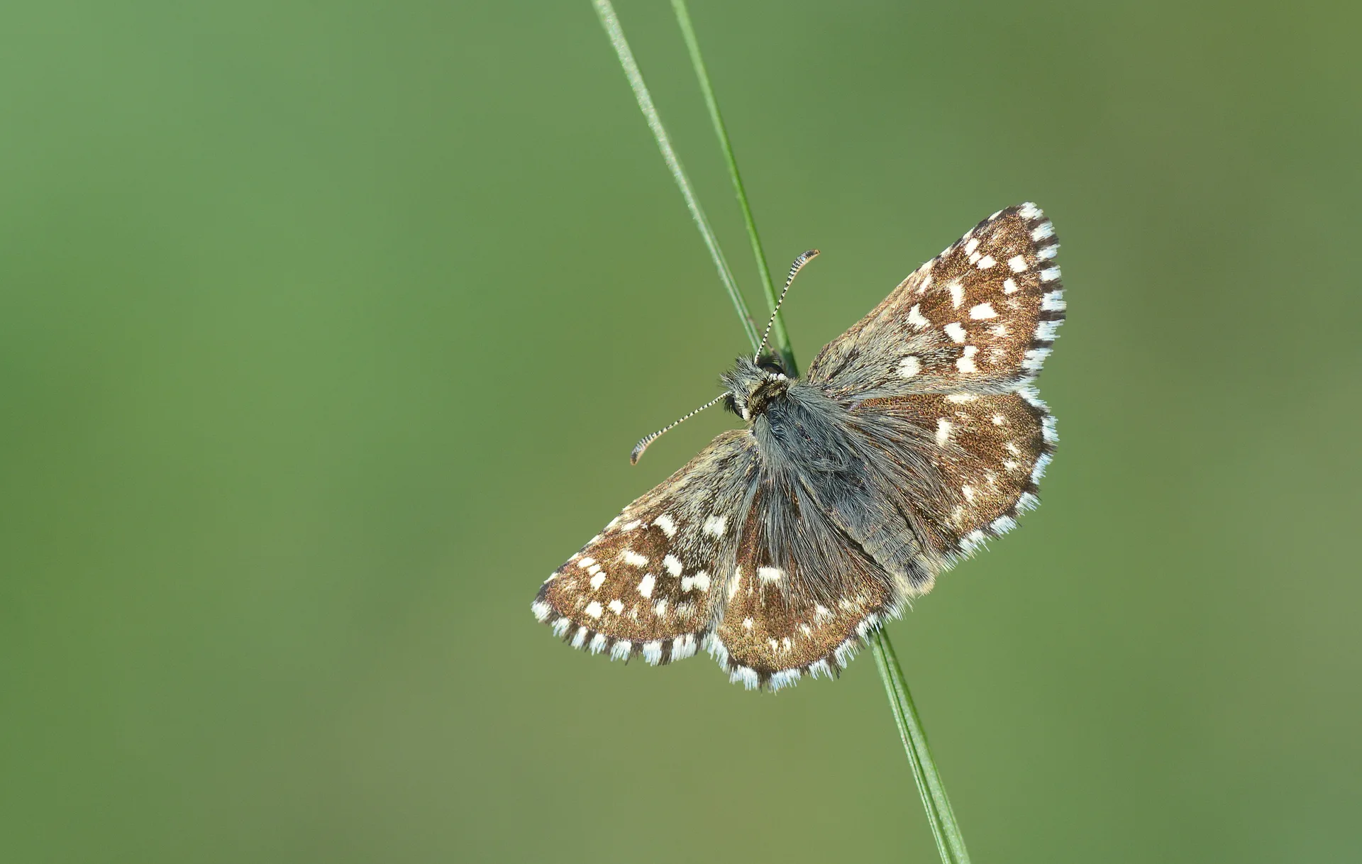 Pyrgus malvae (Ebegümeci Zıpzıpı) butterfly photo