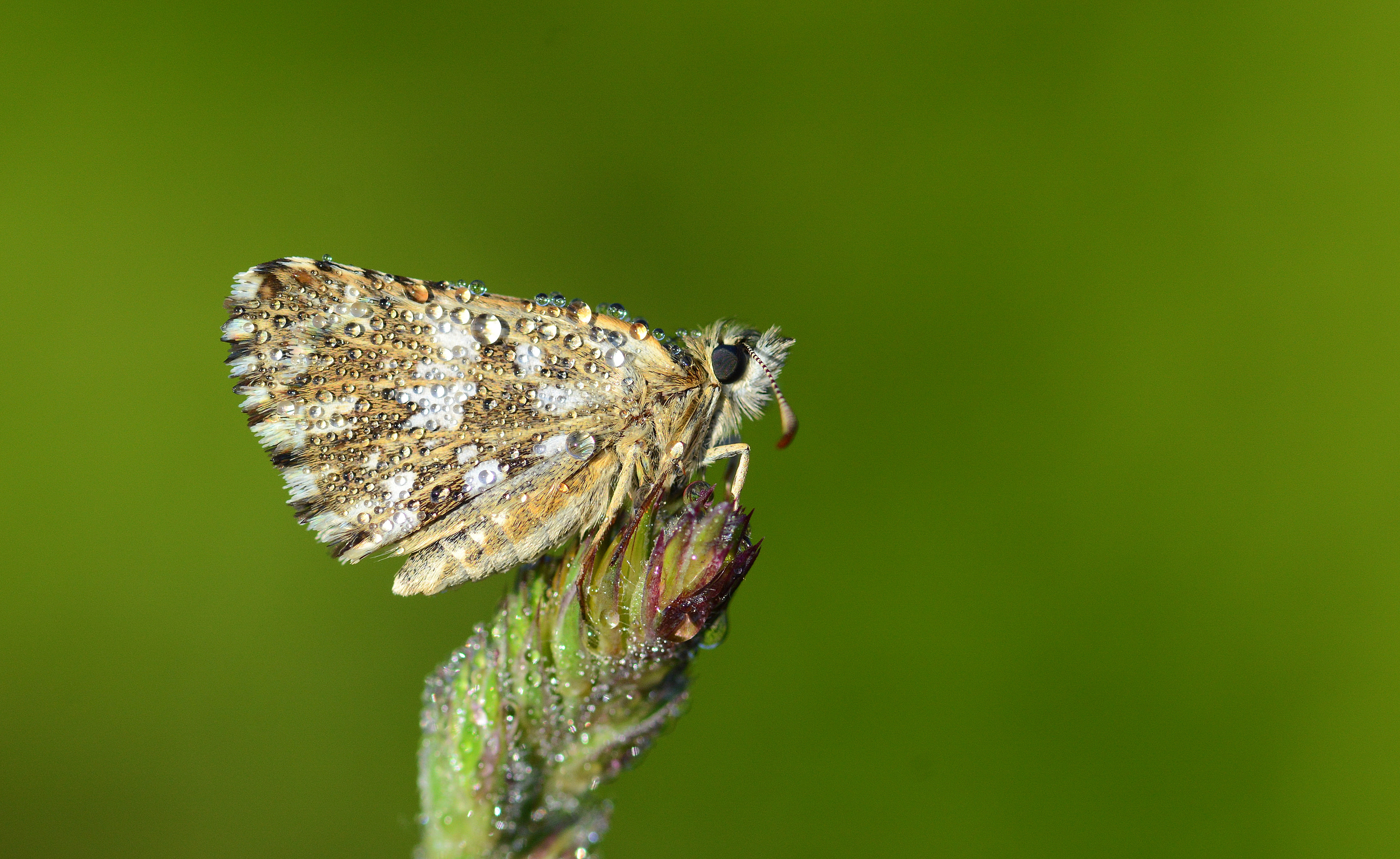 Pyrgus malvae (Ebegümeci Zıpzıpı) butterfly photo