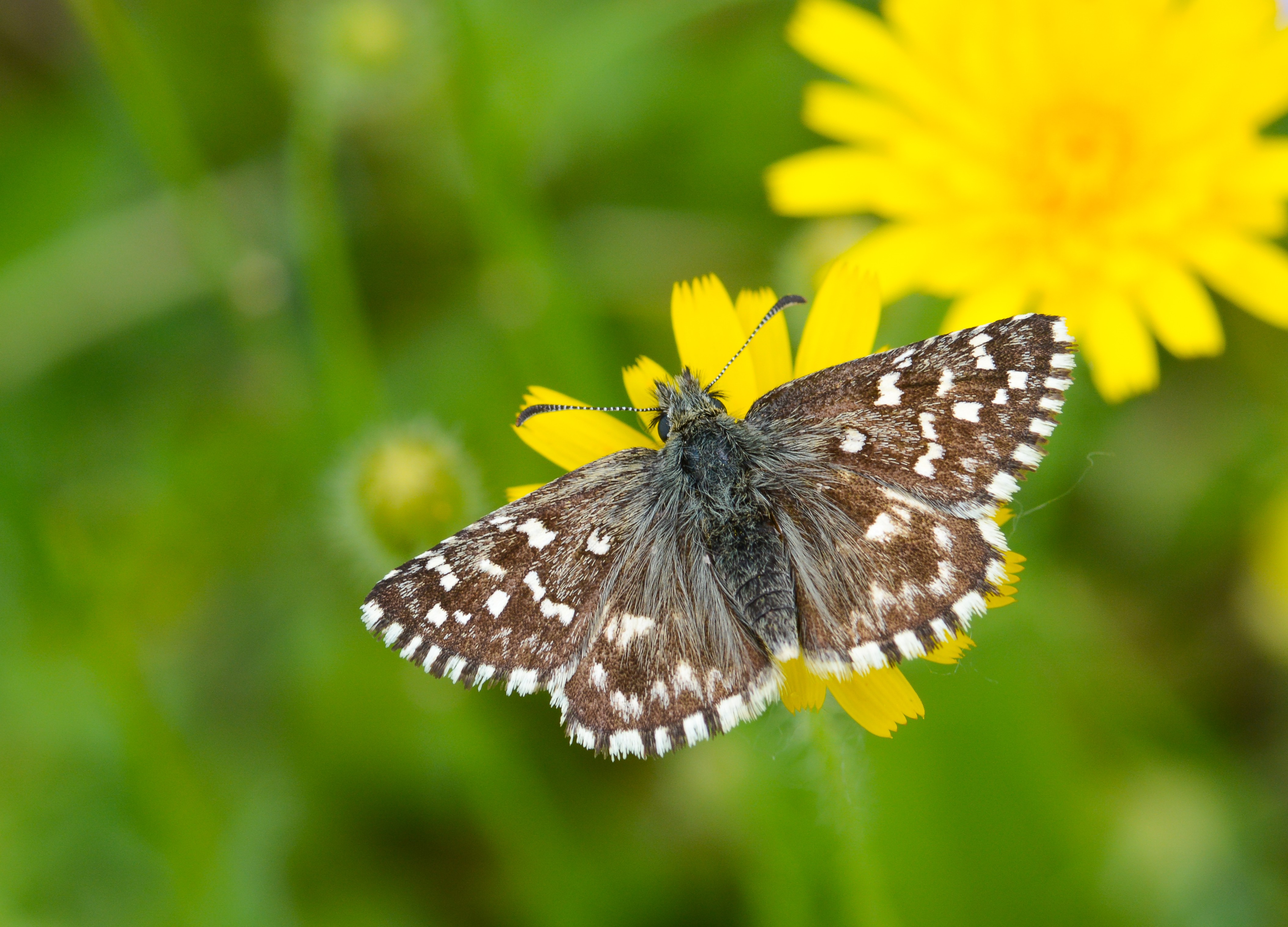 Pyrgus malvoides butterfly photo