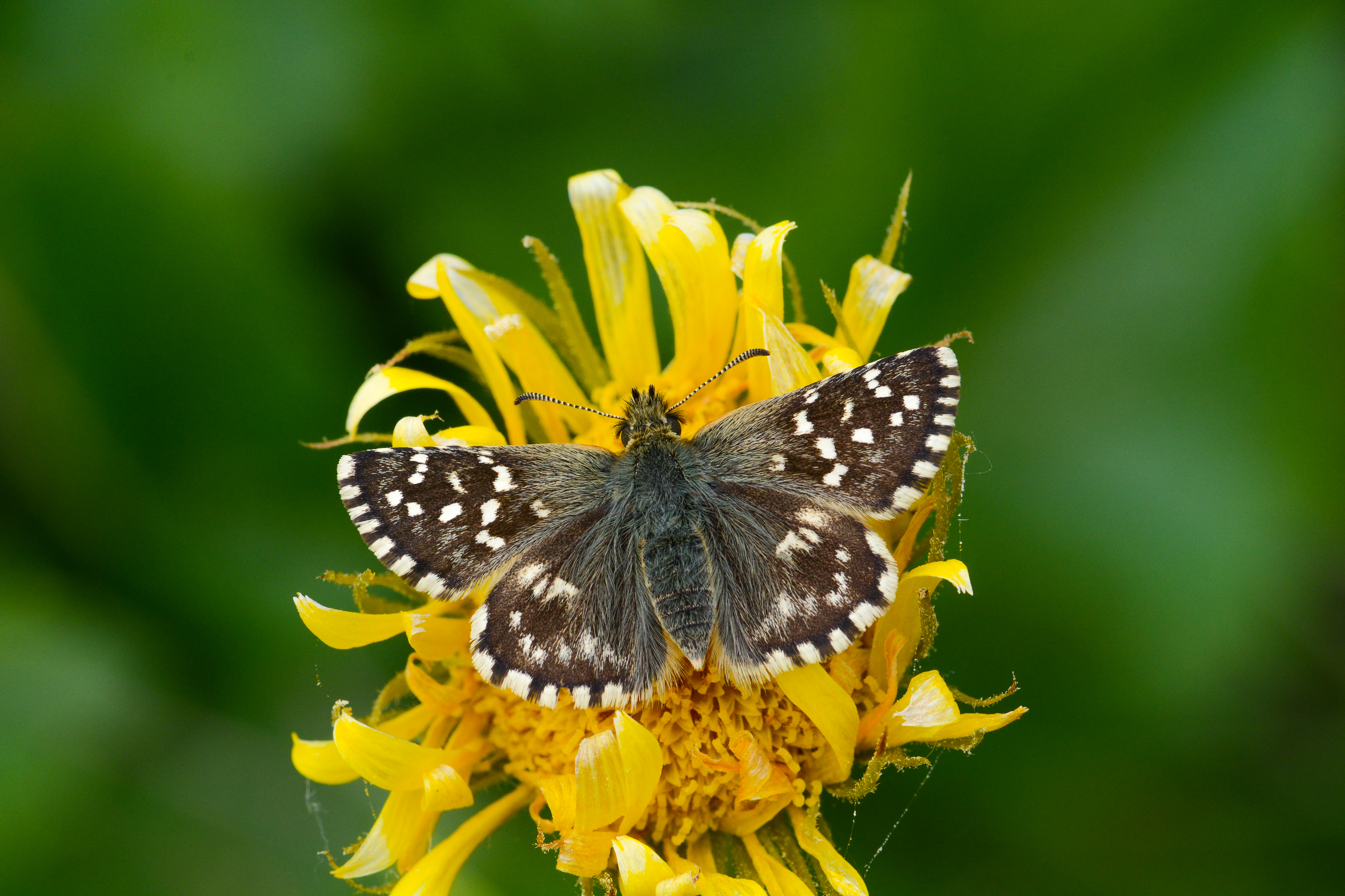 Pyrgus malvoides butterfly photo