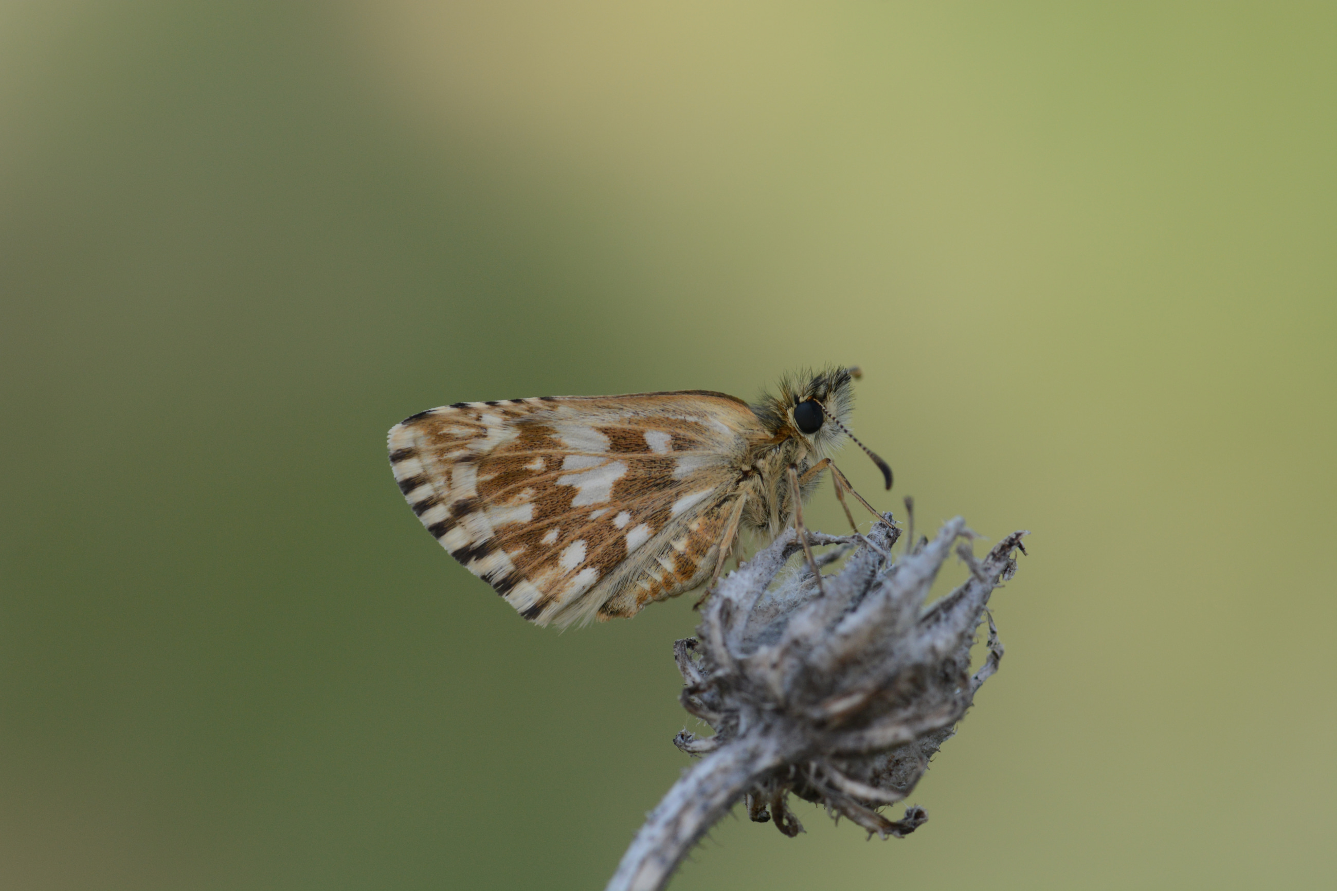 Pyrgus melotis (Ege Zıpzıpı) butterfly photo