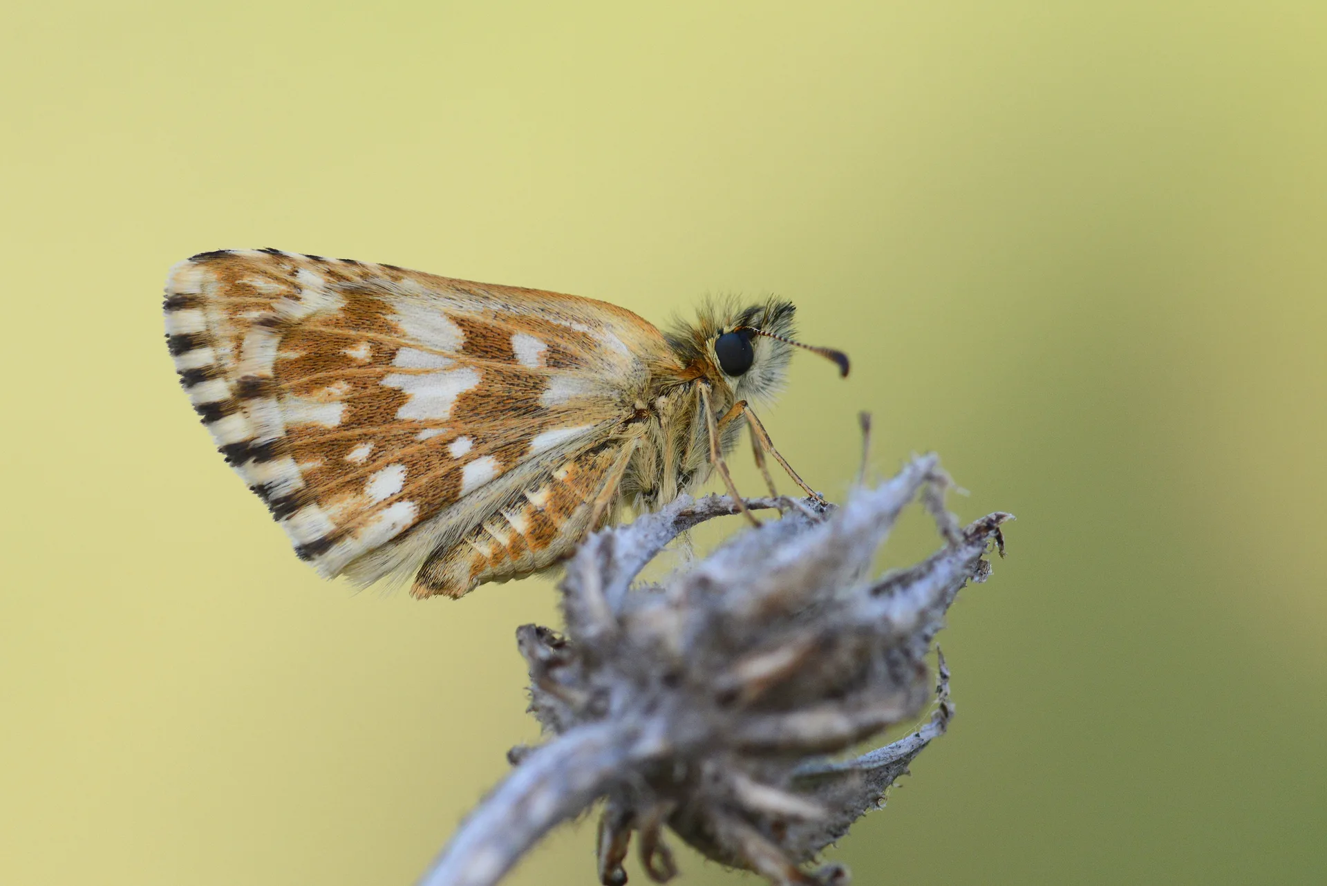 Pyrgus melotis (Ege ZÄ±pzÄ±pÄ±) butterfly photo