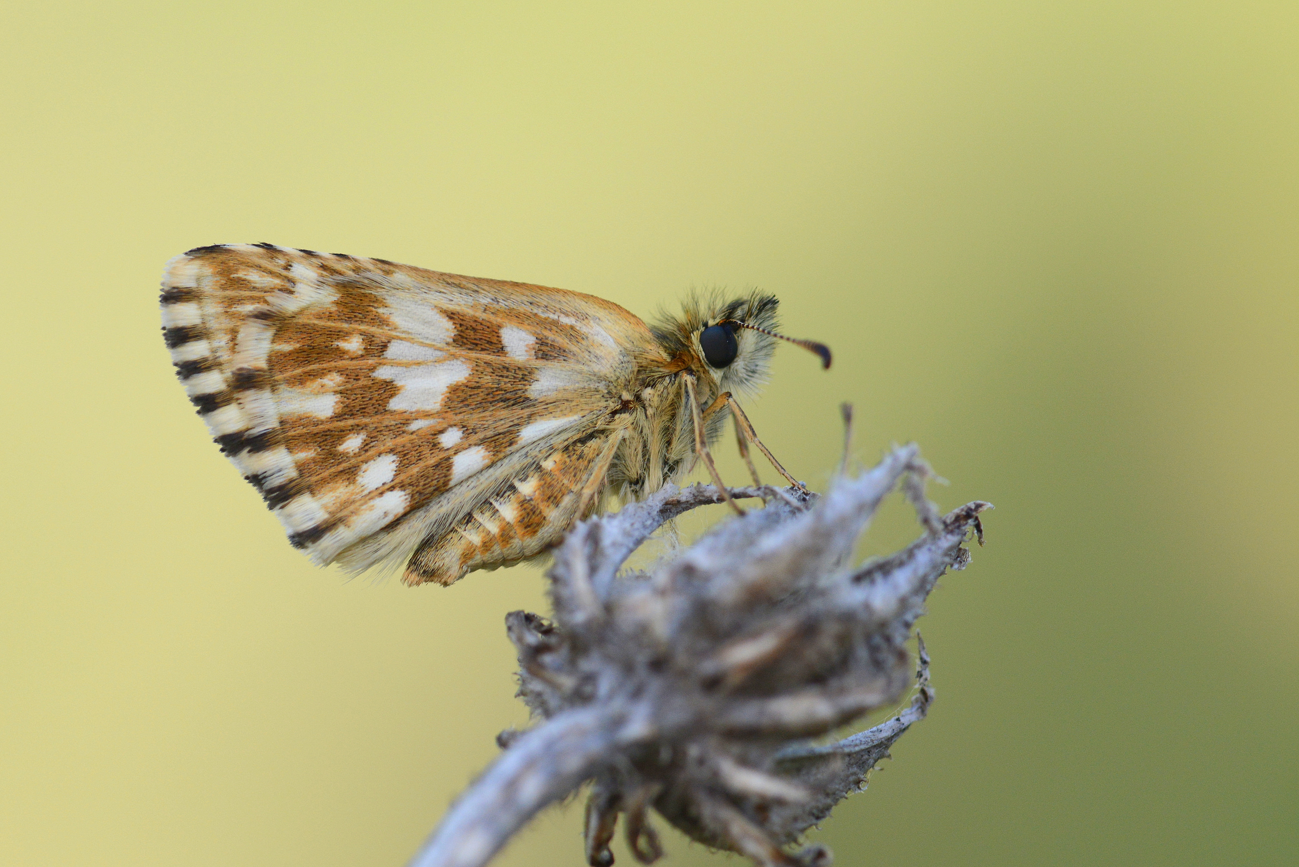 Pyrgus melotis (Ege Zıpzıpı) butterfly photo
