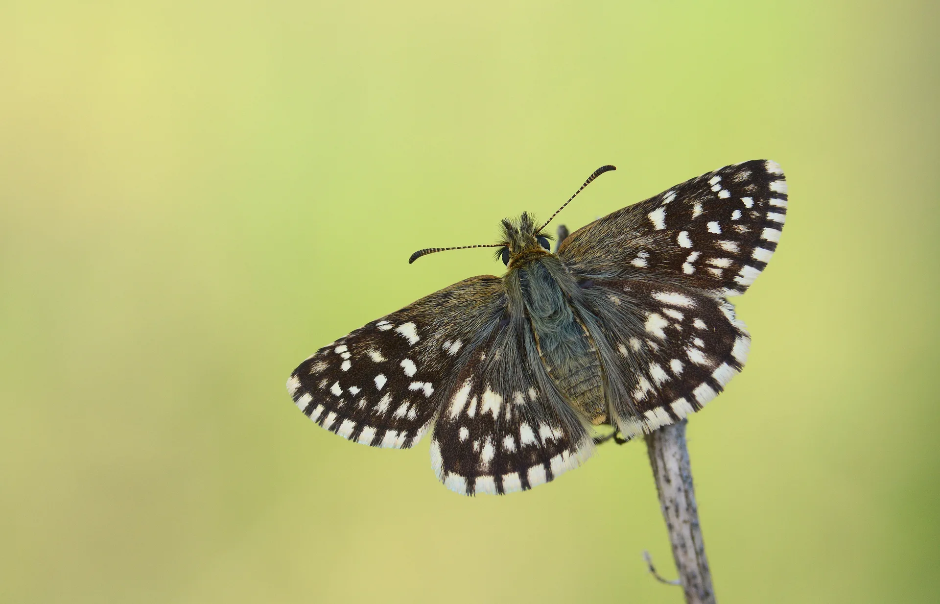 Pyrgus melotis (Ege ZÄ±pzÄ±pÄ±) butterfly photo