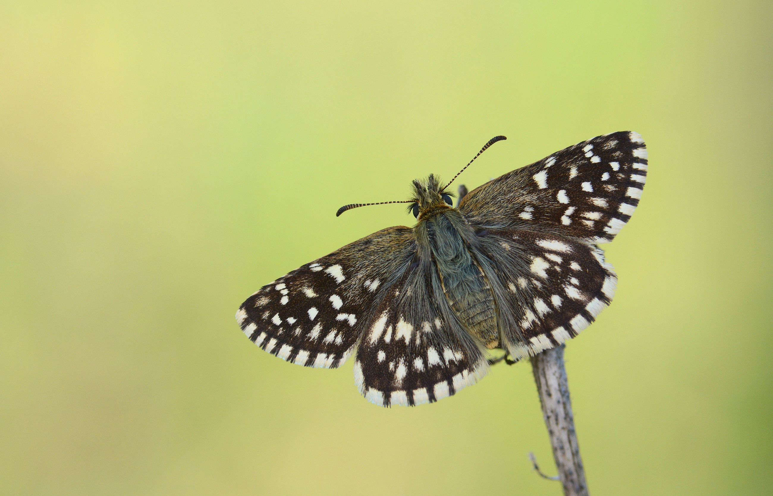 Pyrgus melotis (Ege Zıpzıpı) butterfly photo