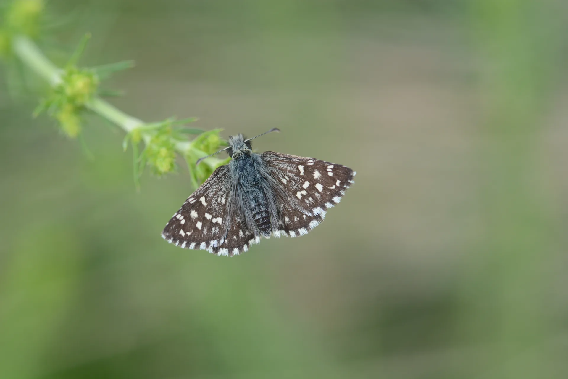 Pyrgus melotis (Ege ZÄ±pzÄ±pÄ±) butterfly photo
