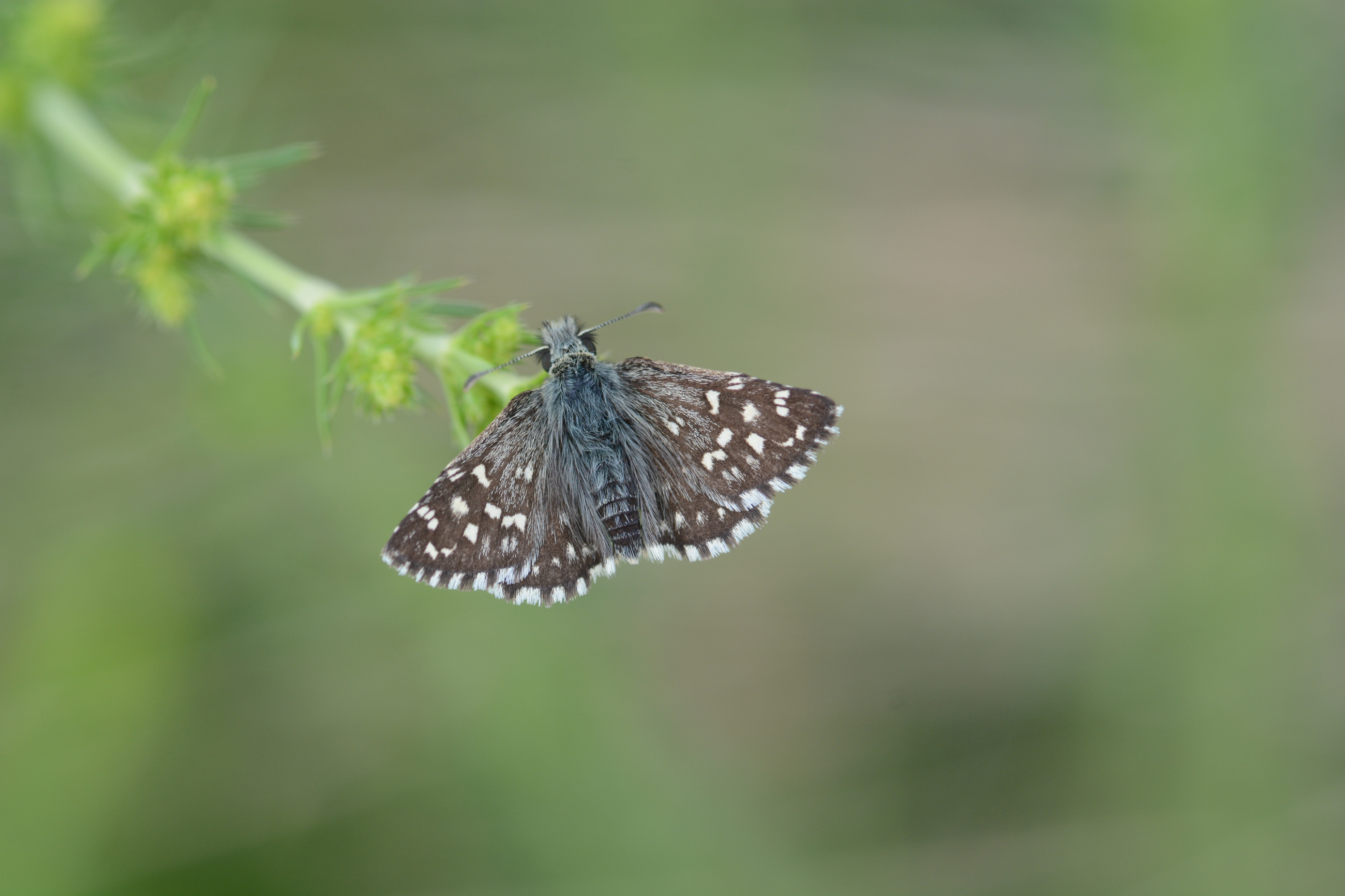 Pyrgus melotis (Ege Zıpzıpı) butterfly photo