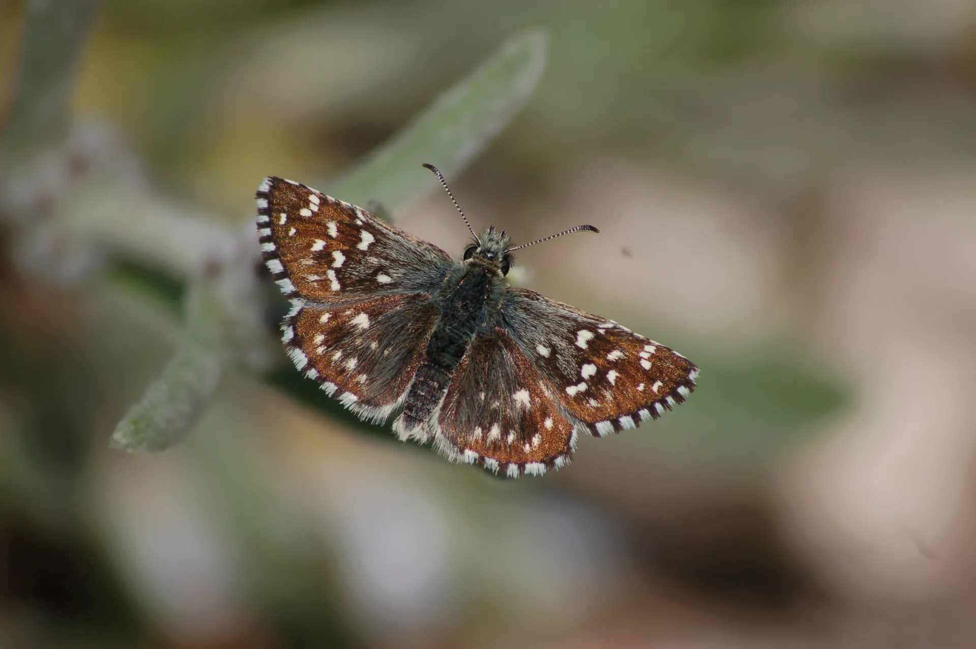 Pyrgus melotis (Ege ZÄ±pzÄ±pÄ±) butterfly photo