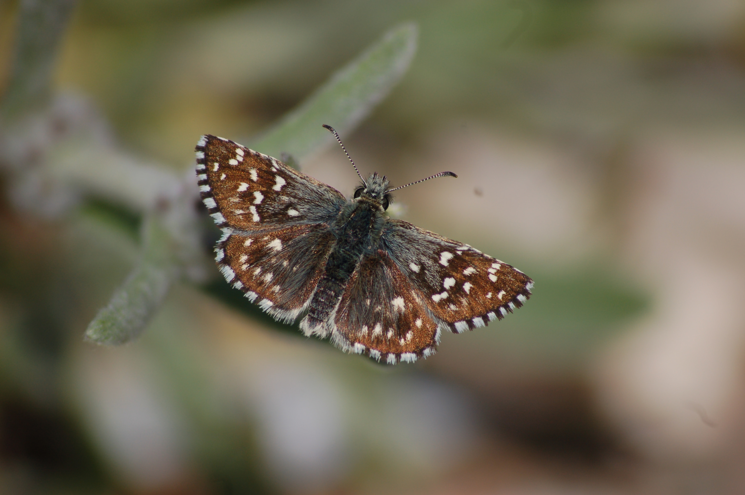 Pyrgus melotis (Ege Zıpzıpı) butterfly photo