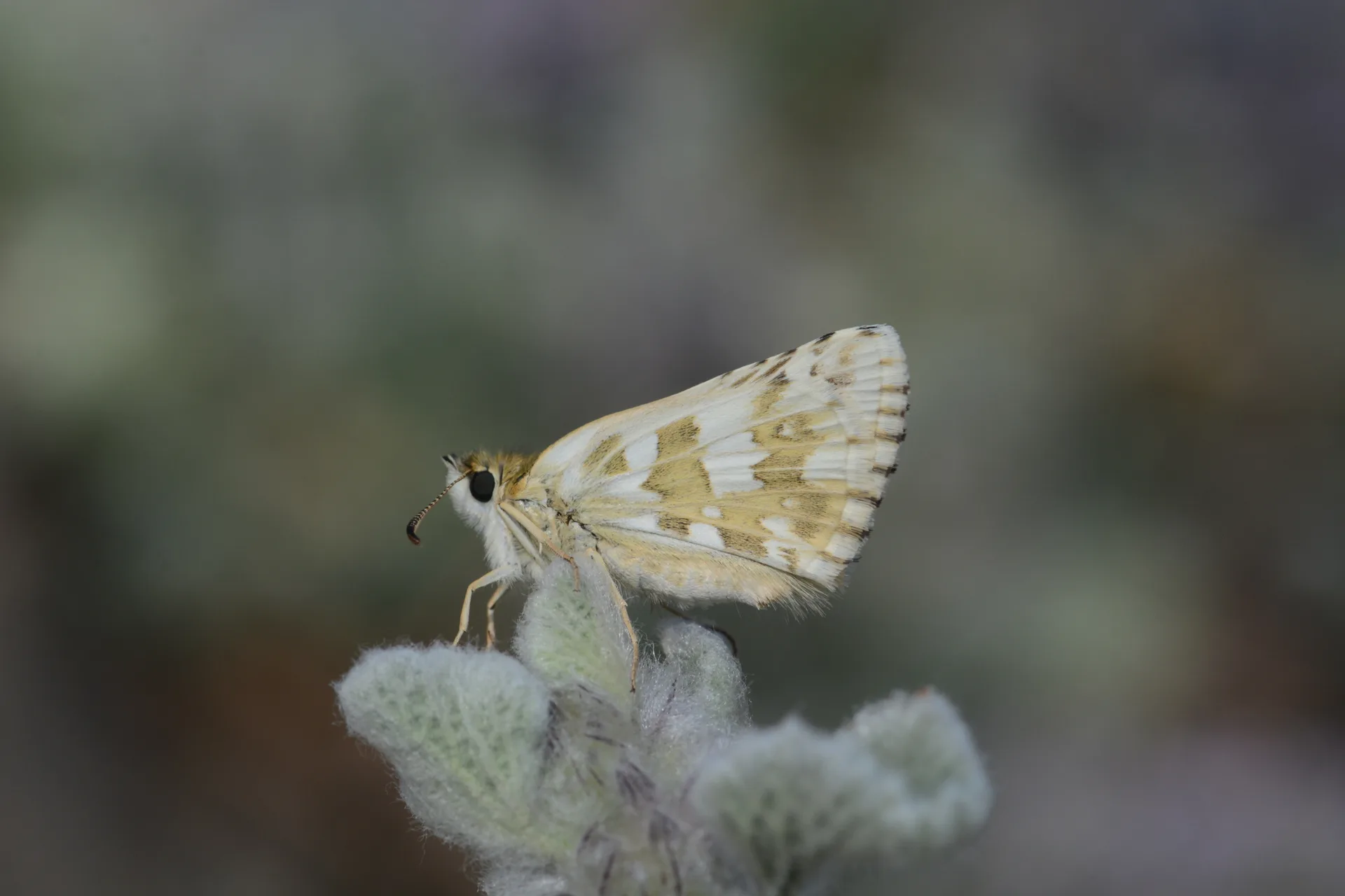Pyrgus onopordi butterfly photo