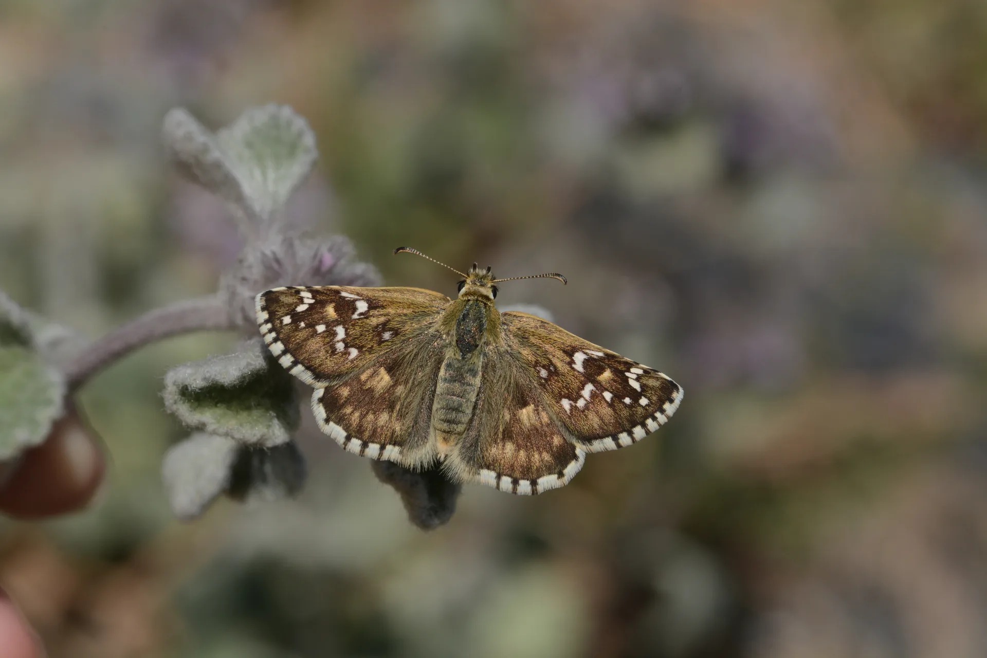 Pyrgus onopordi butterfly photo