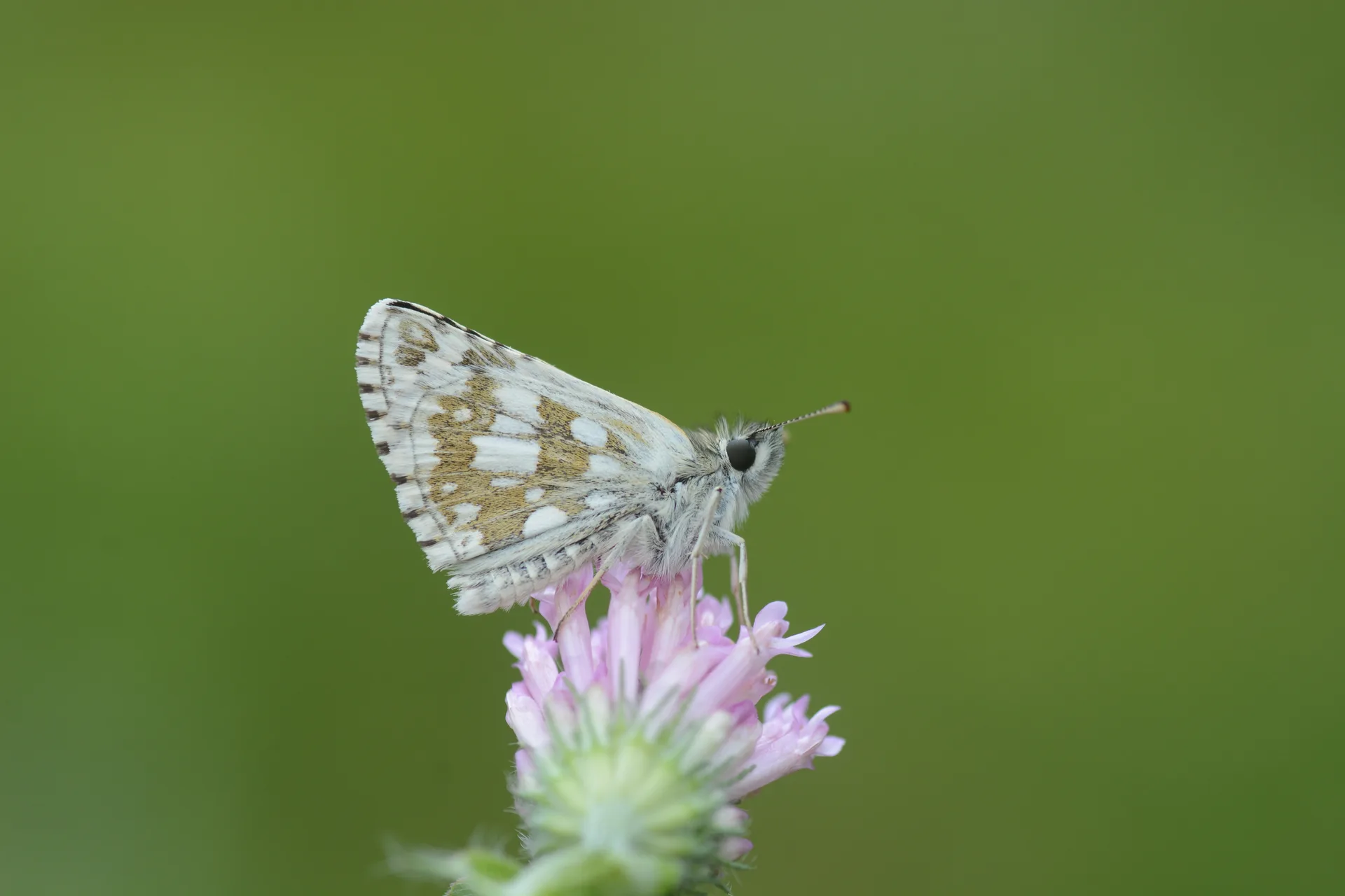 Pyrgus serratulae (Zeytuni Zıpzıp) butterfly photo