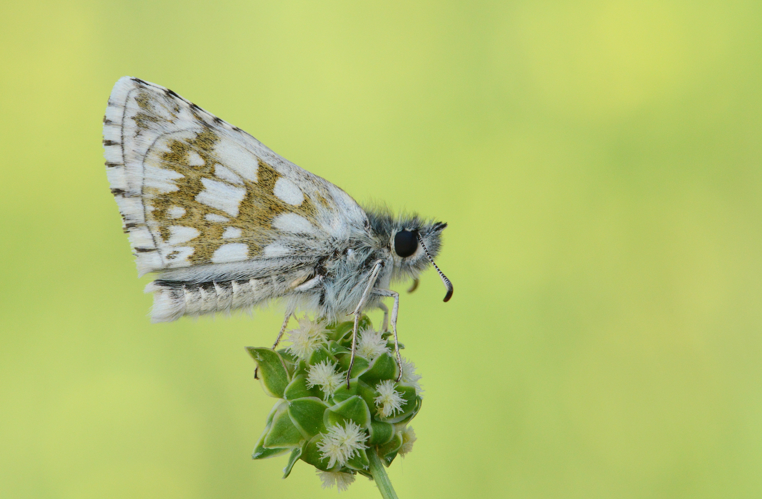 Pyrgus serratulae (Zeytuni Zıpzıp) butterfly photo