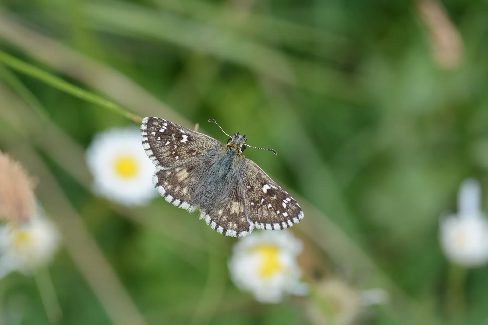 Pyrgus serratulae (Zeytuni ZÄ±pzÄ±p) butterfly photo